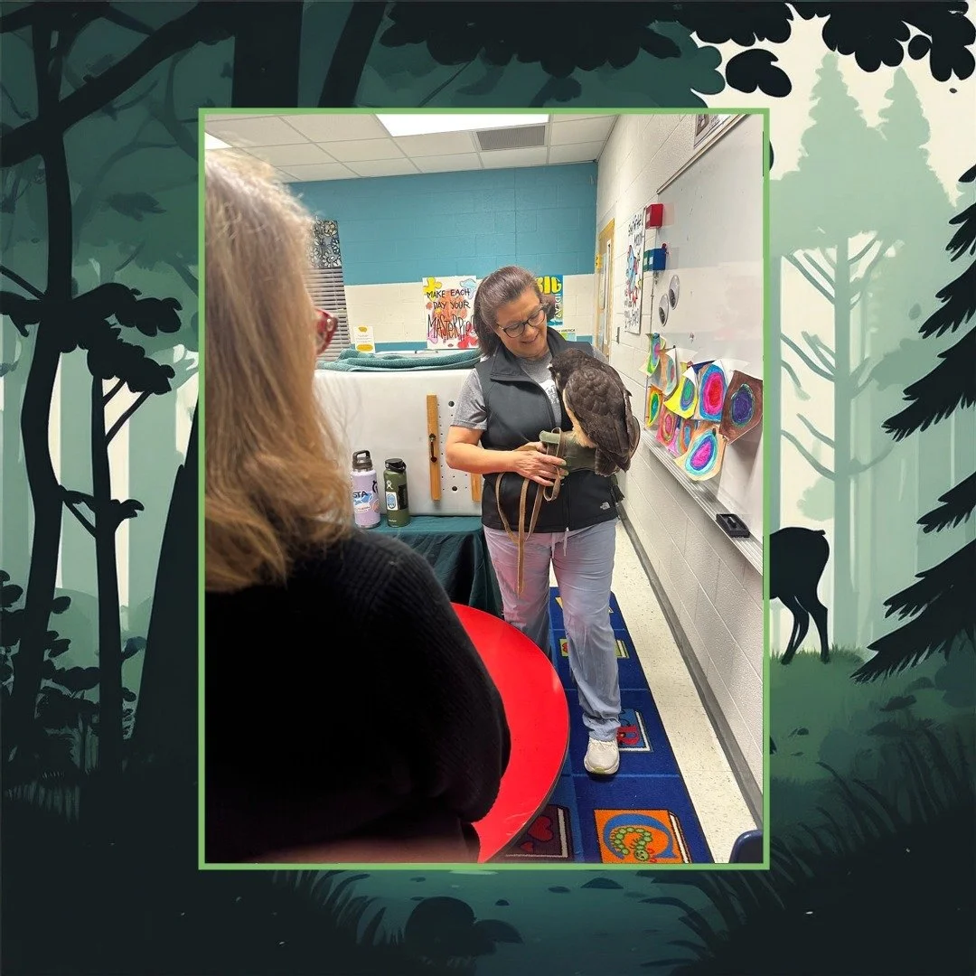 Happy National Wildlife Day from the 901! ☀️

Meet Gafas, our spectacular Spectacled Owl ambassador whose "eyeglasses" markings make her a total rockstar with students across Tennessee!

Born in 2019 at the Center for Birds of Prey in Charl