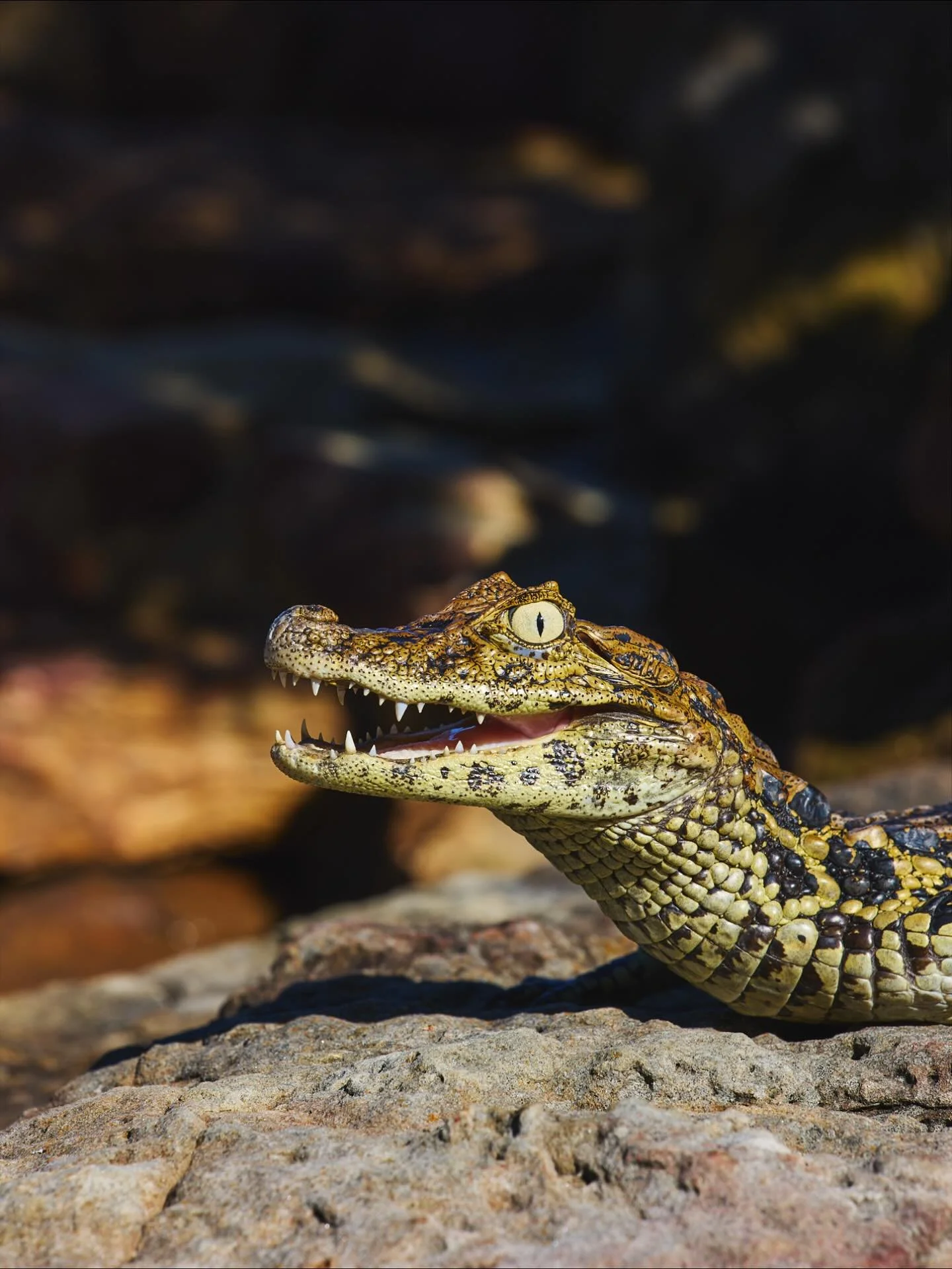 Happy #ReptileAwarenessDay !!!!
We love reptiles and find them to be so fascinating in terms of behavior, colors, patterns, natural history and ecological significance!  They are truly our favorite group of animals.  We are currently wrapping up a ph