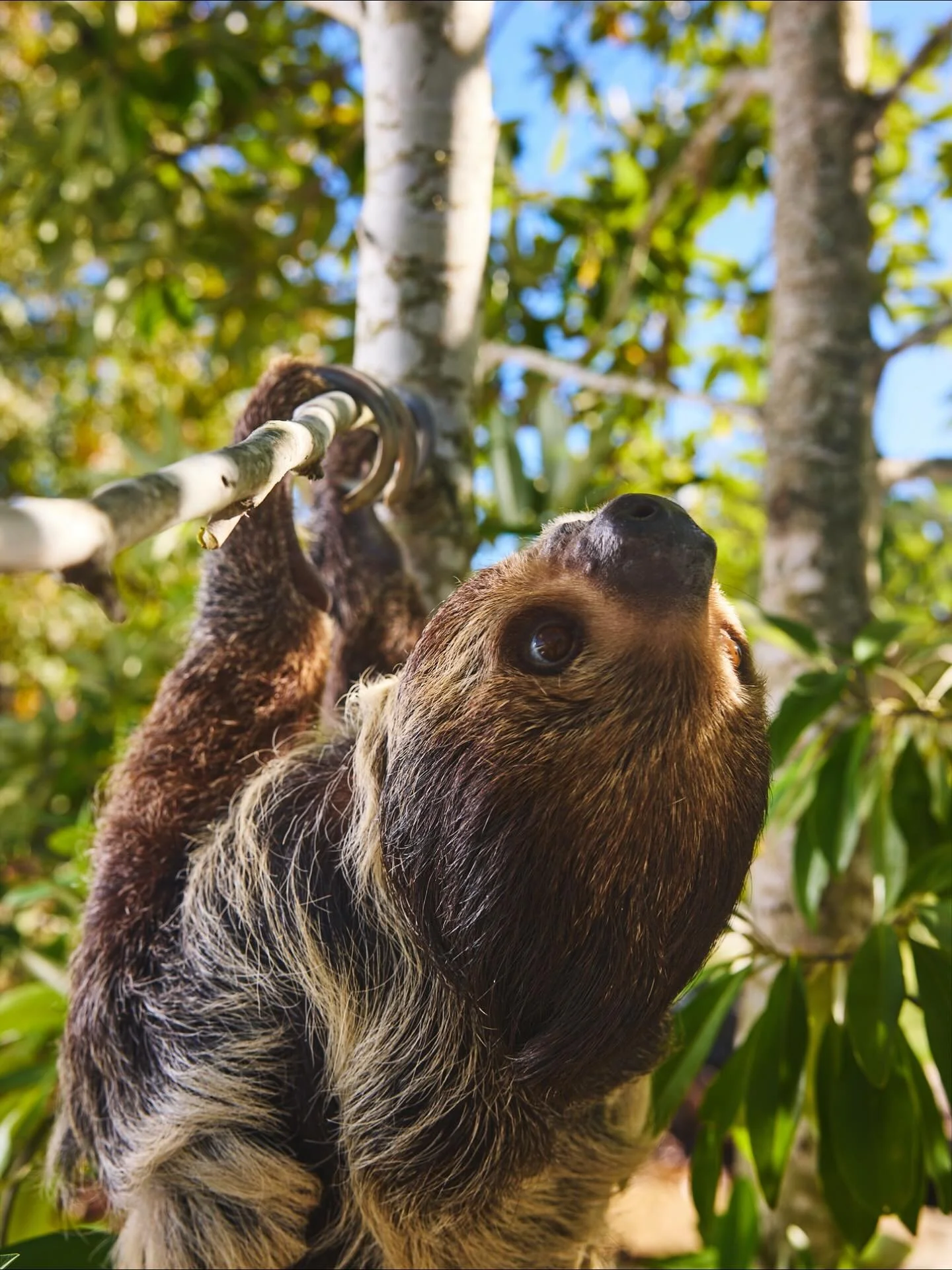 Happy #internstionalslothday!  We love our resident sloths Hazel and Henry who are Linnaeus Two-toed Sloths.  These amazing creatures are essentially their own little biomes in nature as several organisms&rsquo; entire life cycle takes place on the s
