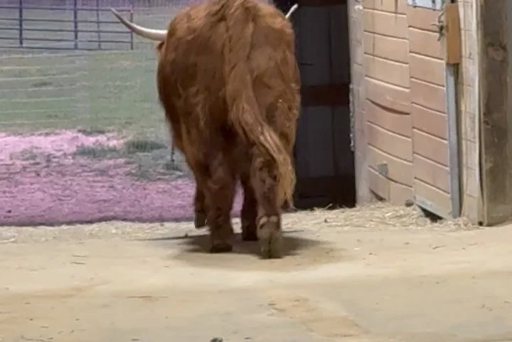 Welcome Luciano, Sumi Jo, Kiri and Flicka the Highland Cows!  These magnificent animals are loving their new digs and will be an amazing addition to the Wildlife Heritage Farm, Home of the Friends of the Wildlife Discovery Center!  We are so excited 