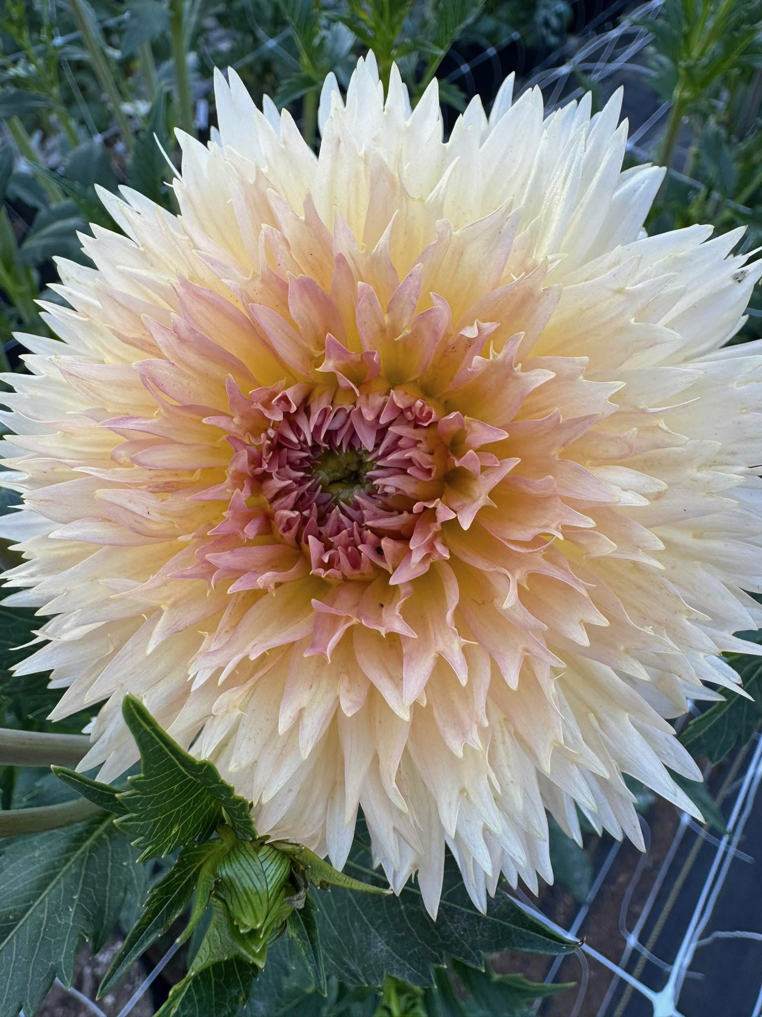 lakeview peach fuzz.PNG