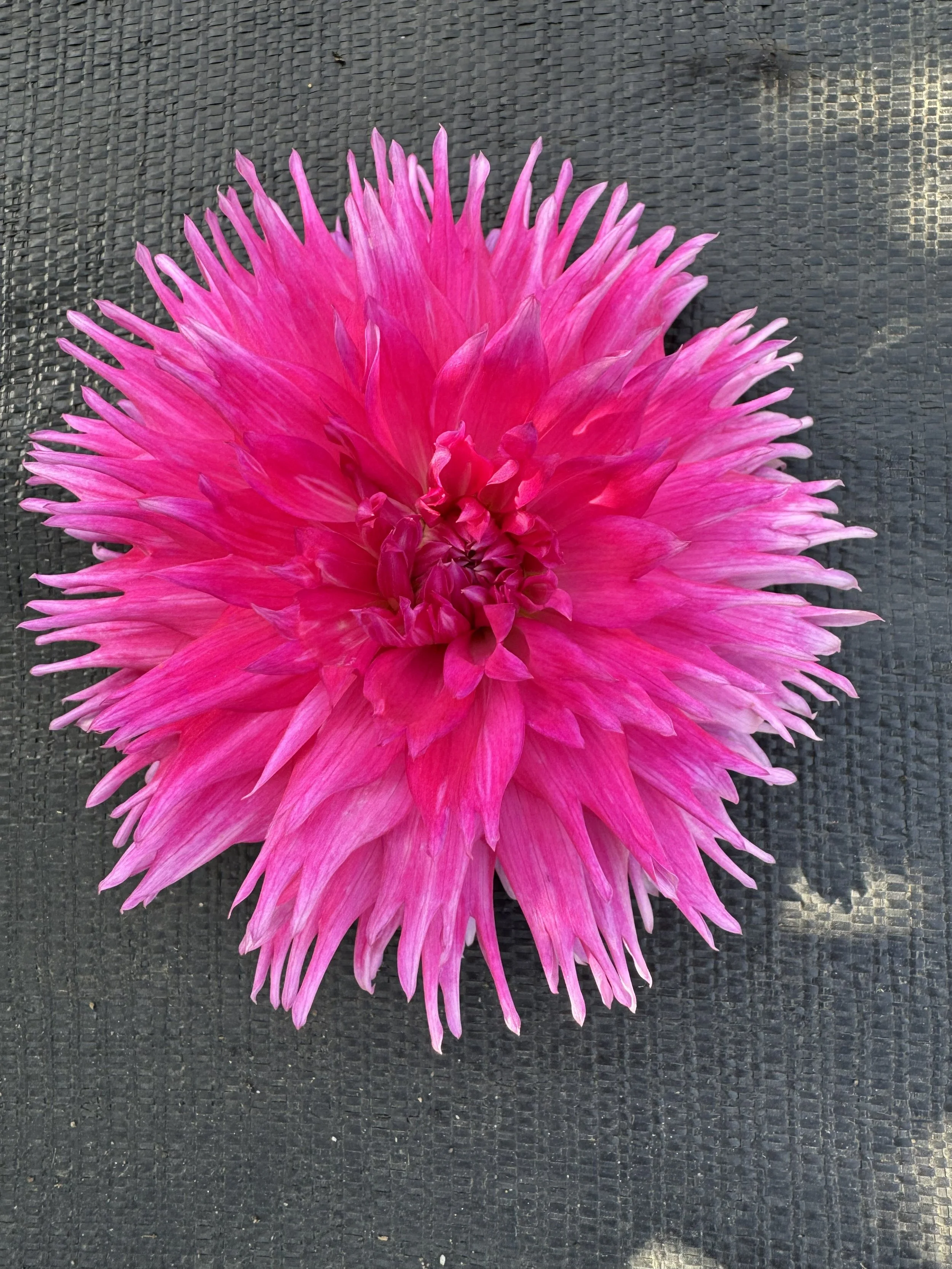 crazy for sophie.jpg