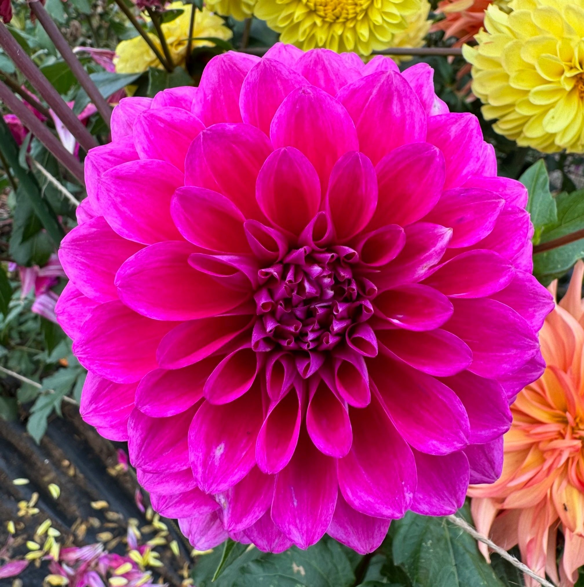 PURPLICIOUS
