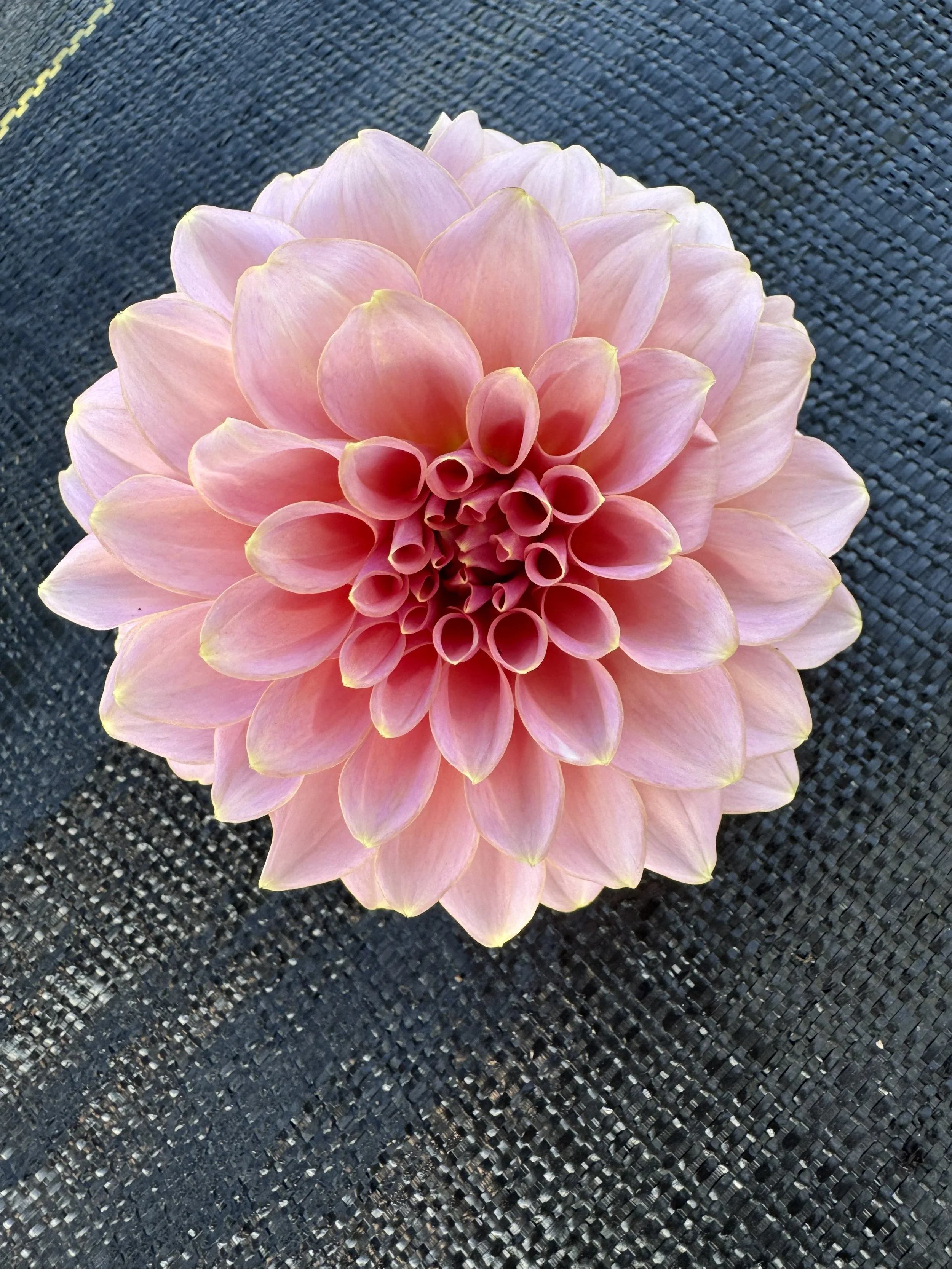 lees mauva guava.jpg