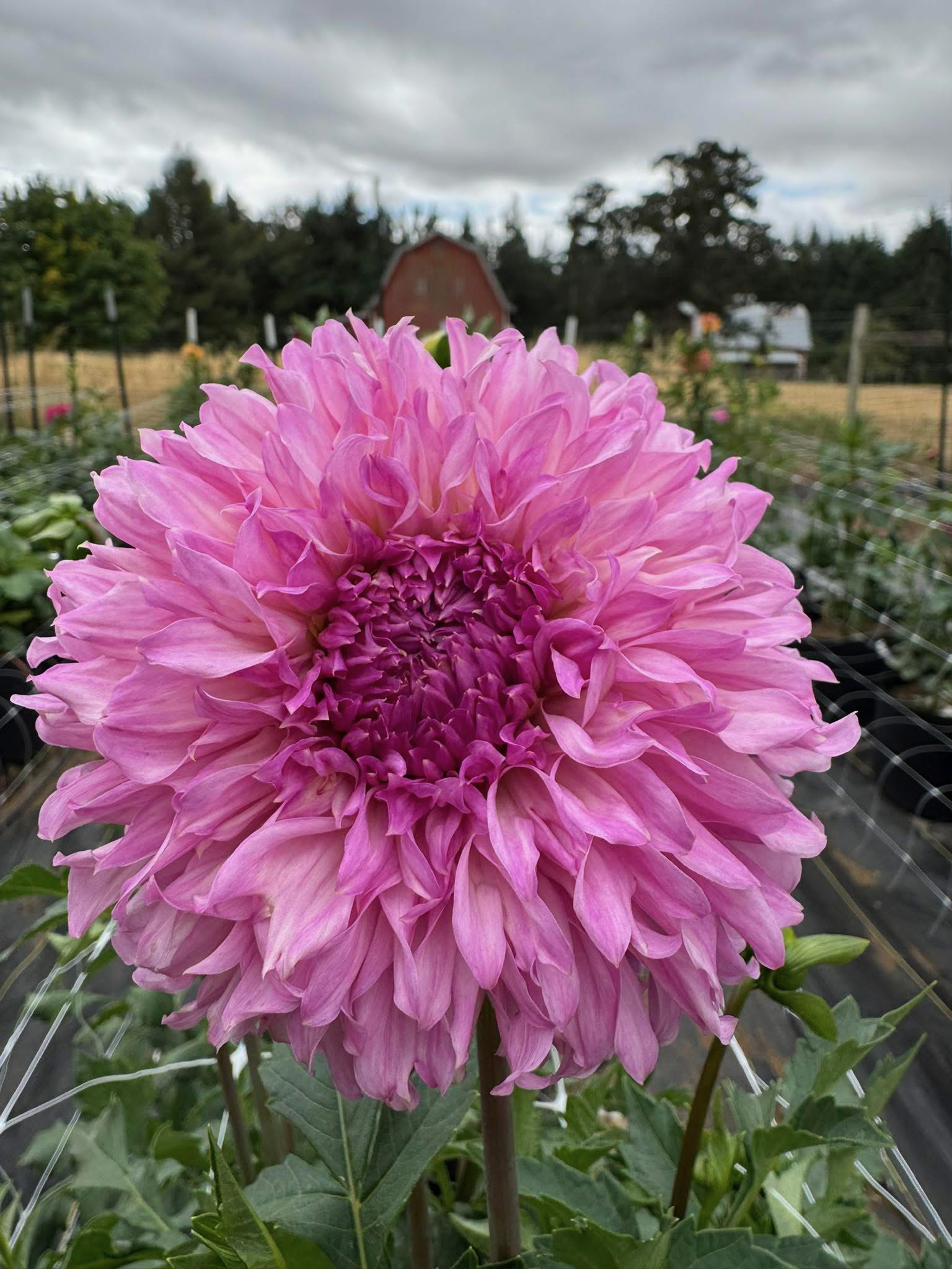 lees viola frost.PNG