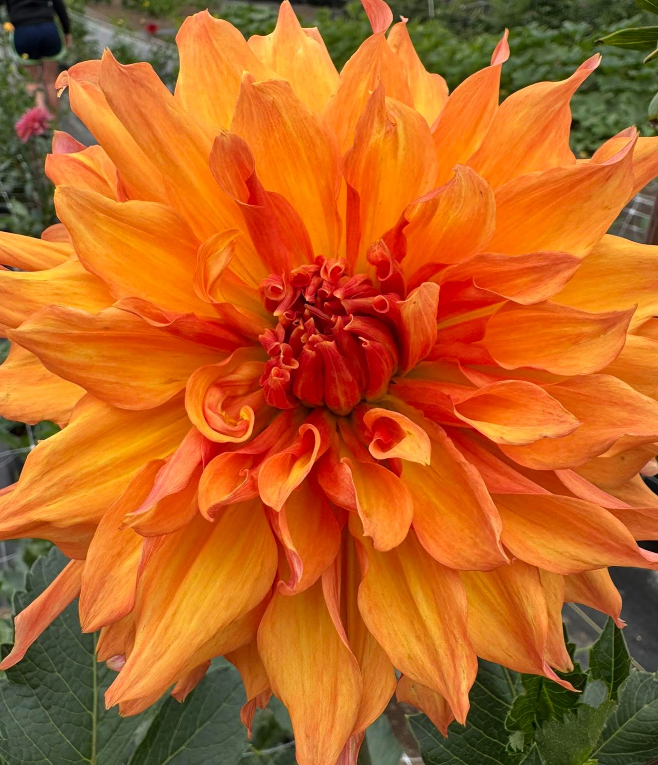 BLOOMQUIST BLAST OFF