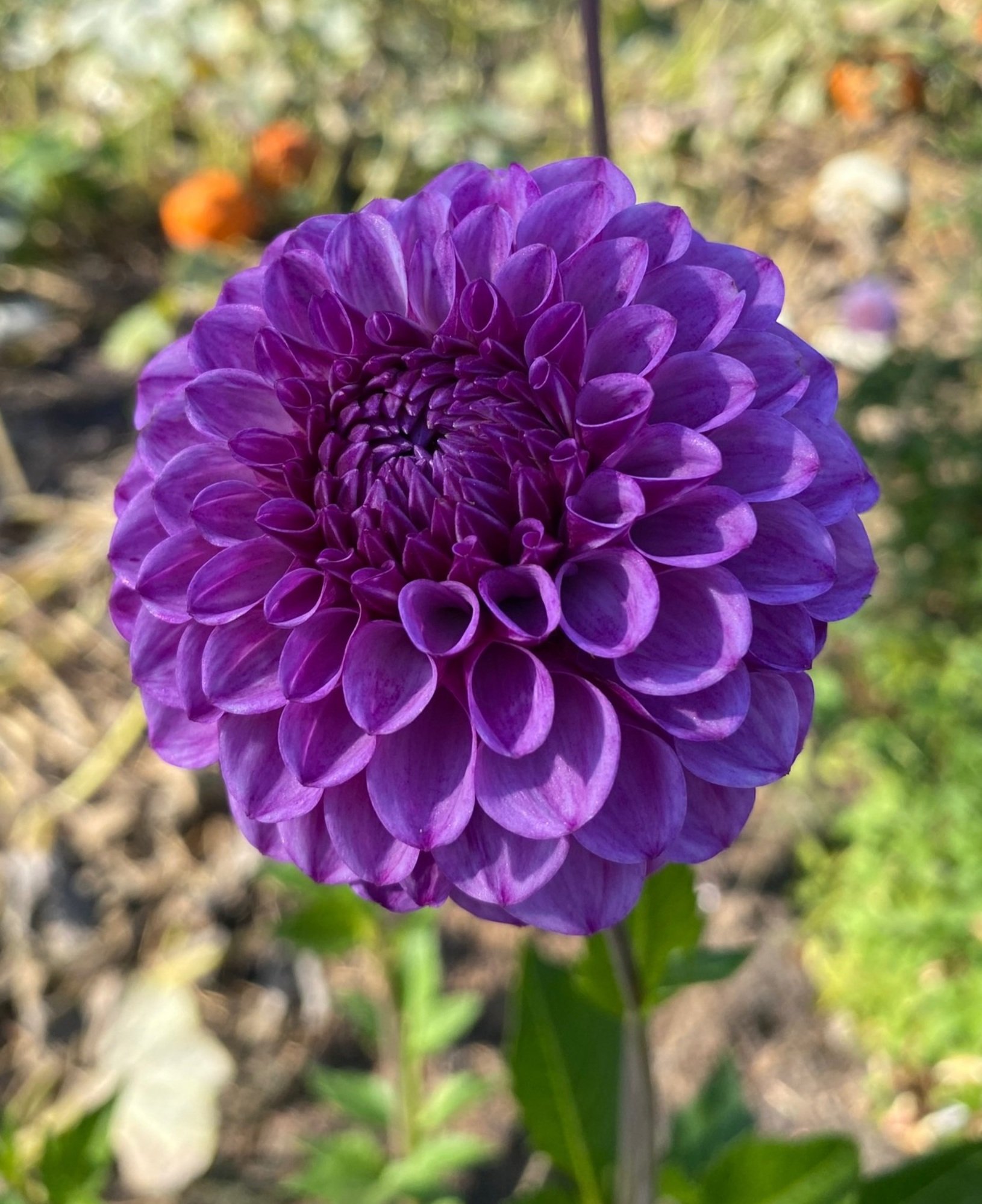 ROBANN ROYAL