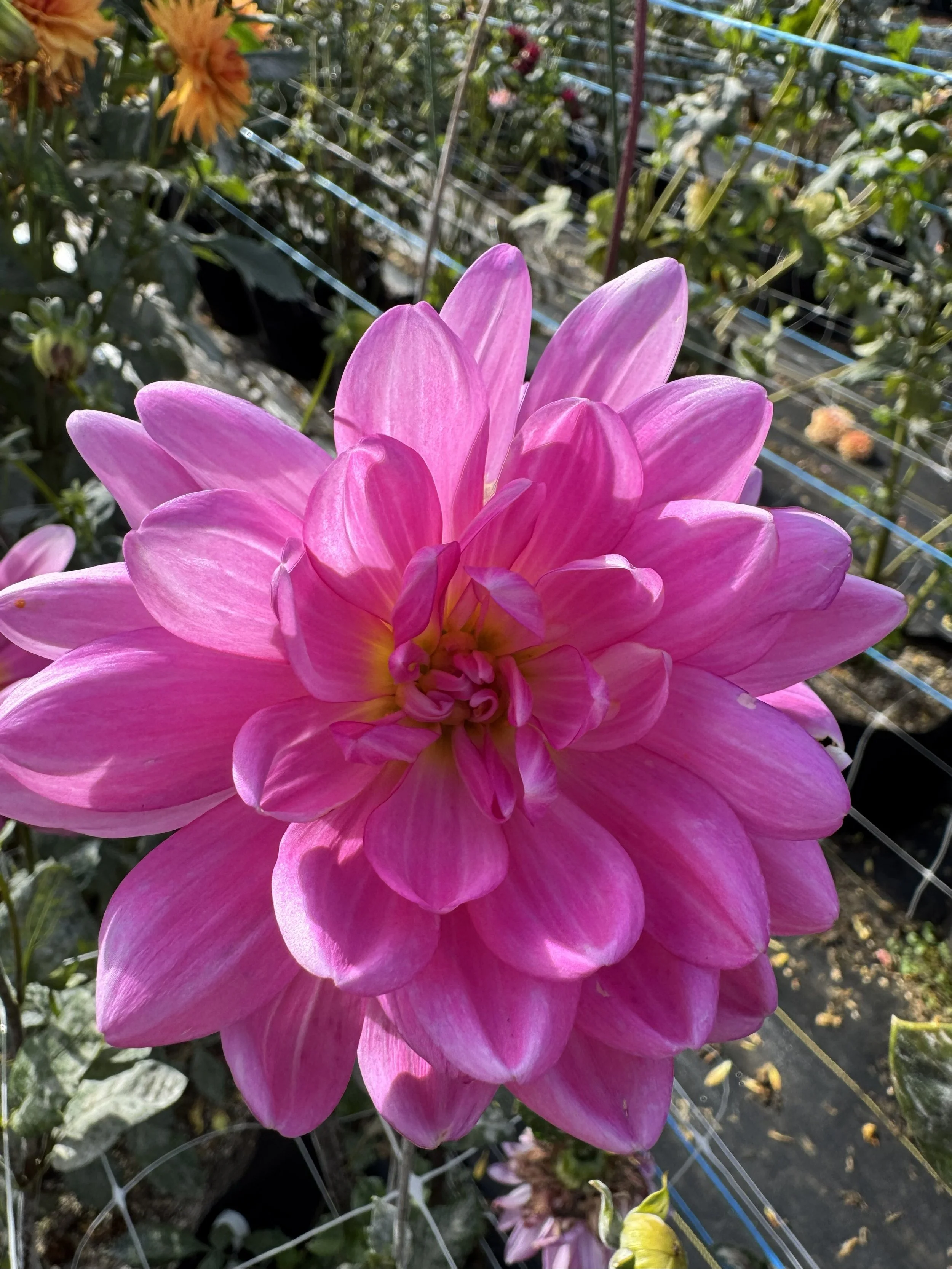 sandia lillian.jpg
