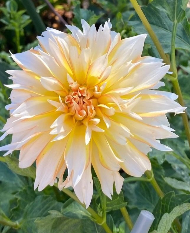 TAHOMA THIMBLE