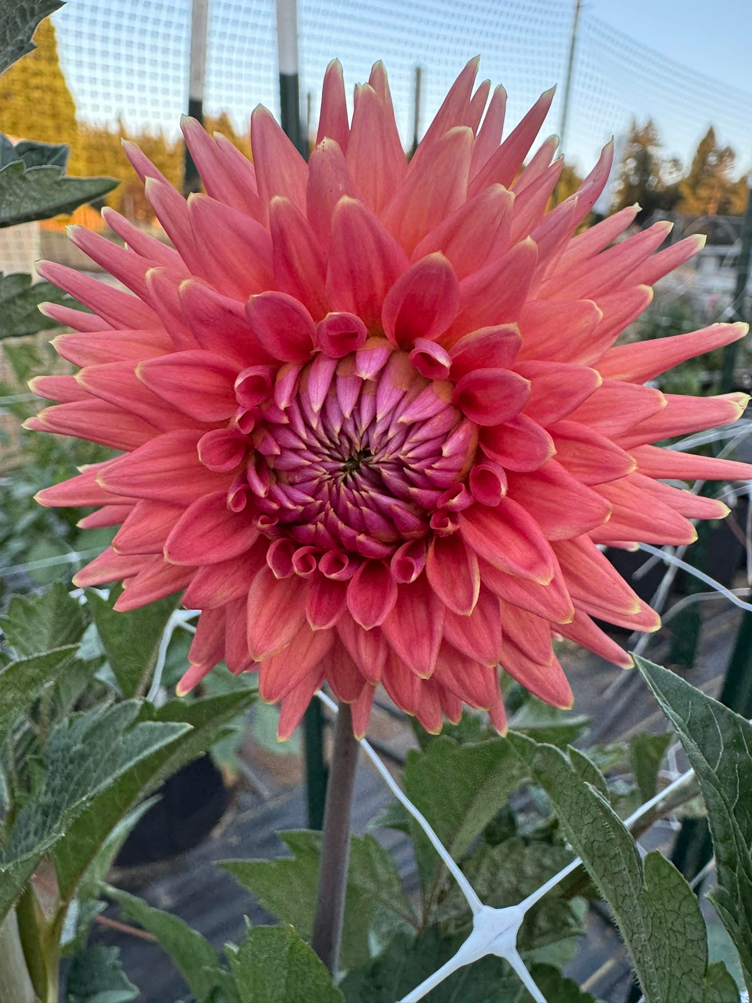 clearview ginger.PNG