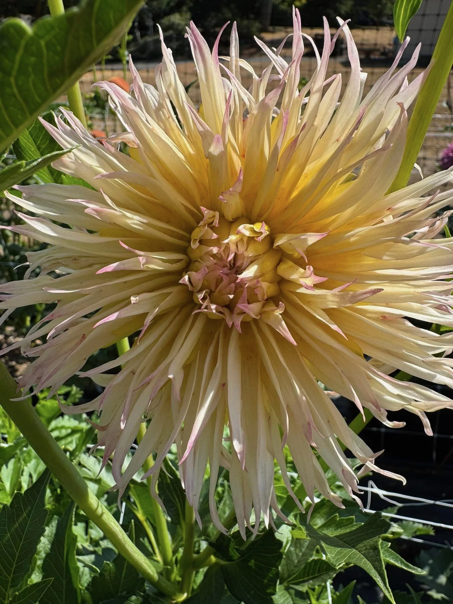 alauna millipiques.JPEG