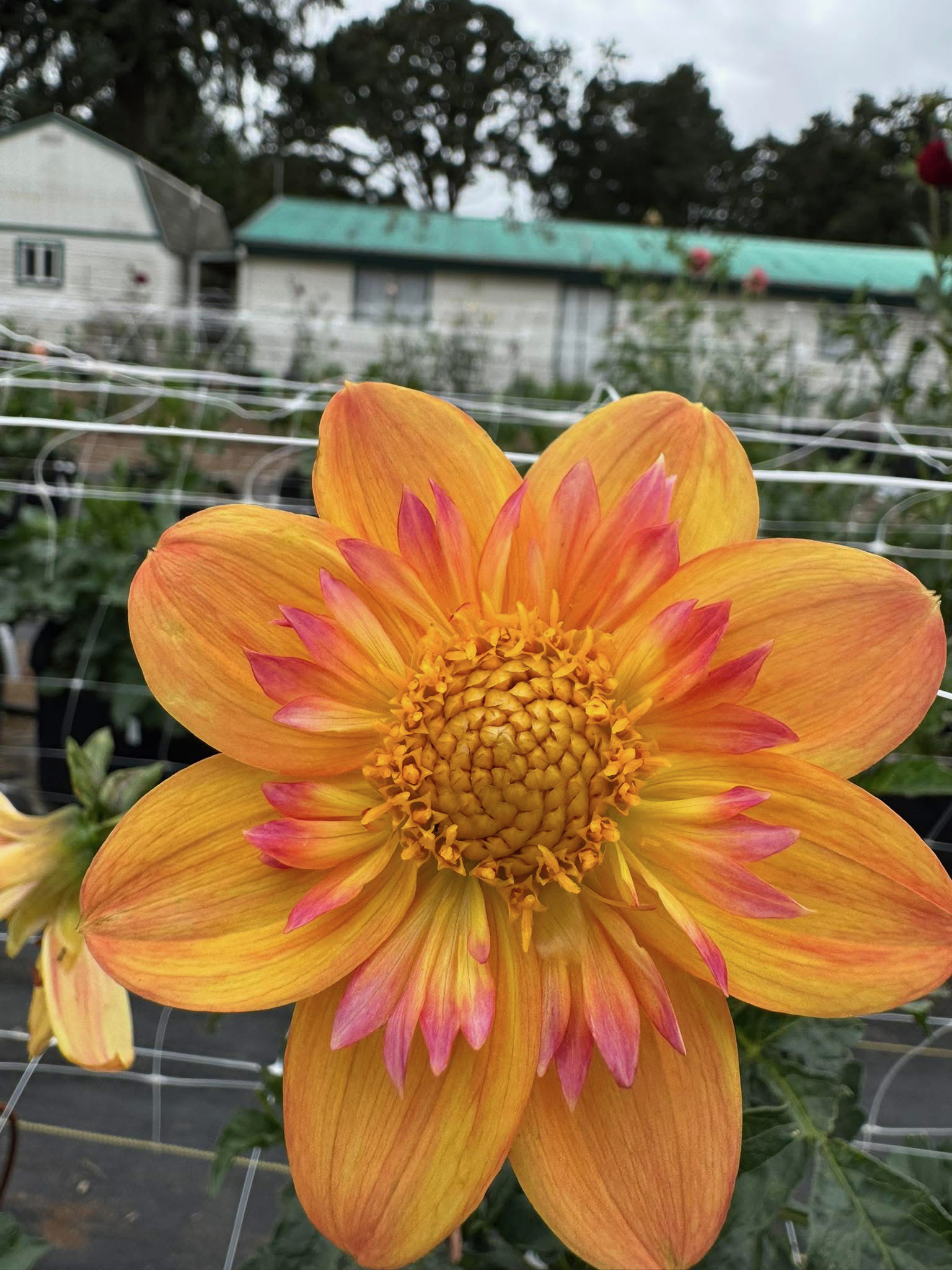 kelsey annie joy.PNG