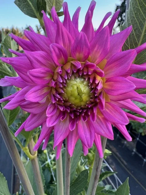 WB'S FUCHSIA STARLIGHT