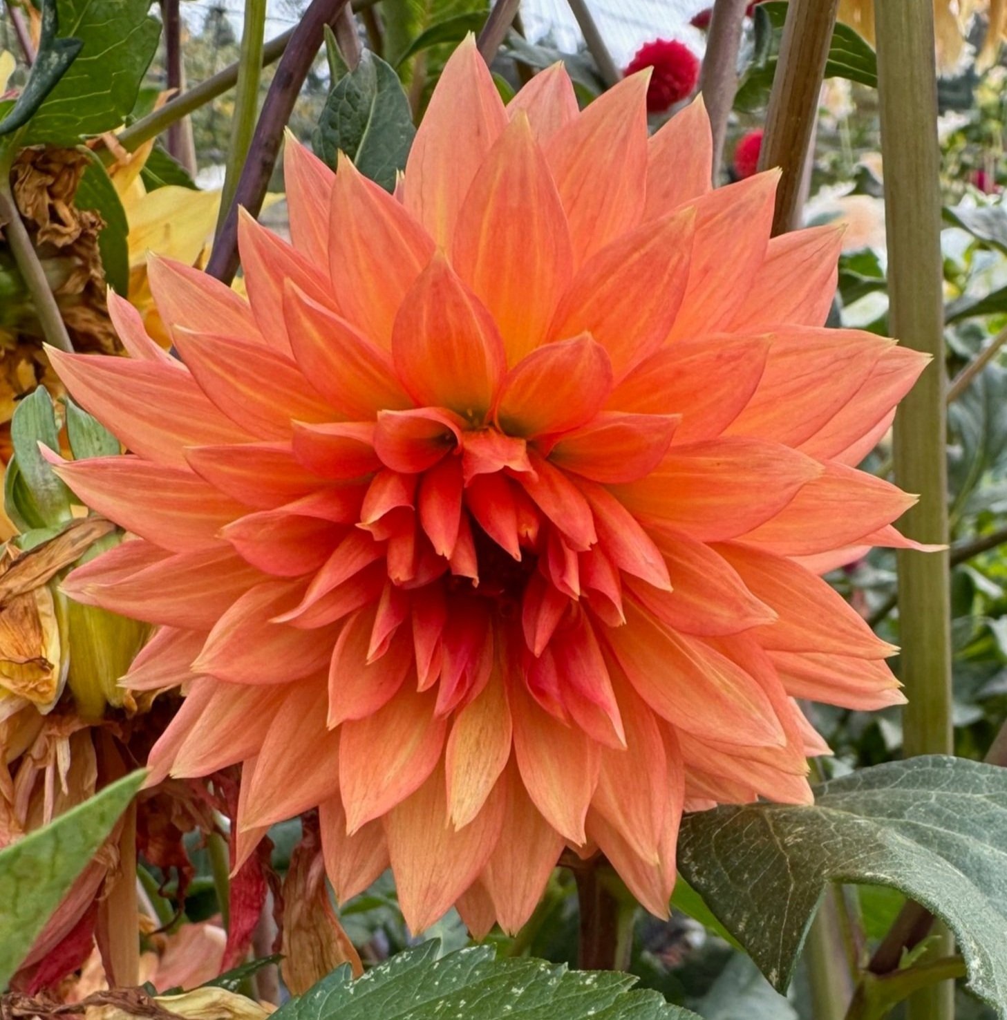 BLOOMQUIST PEACH SORBET