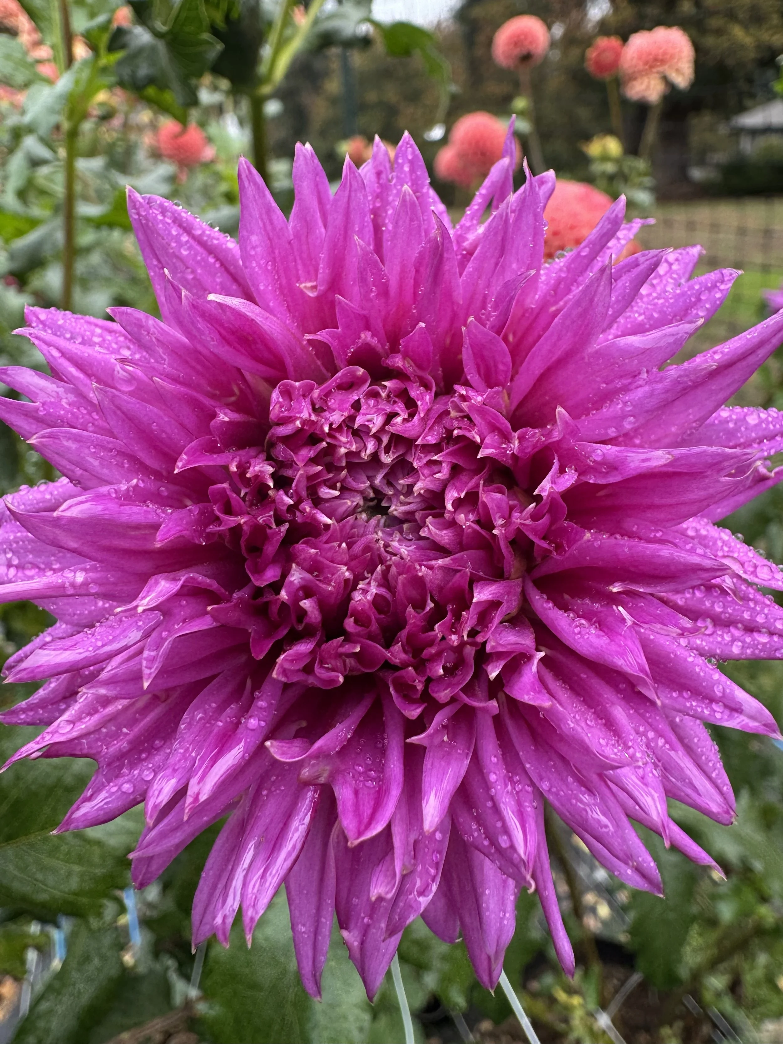 sandia wanatchee.jpg