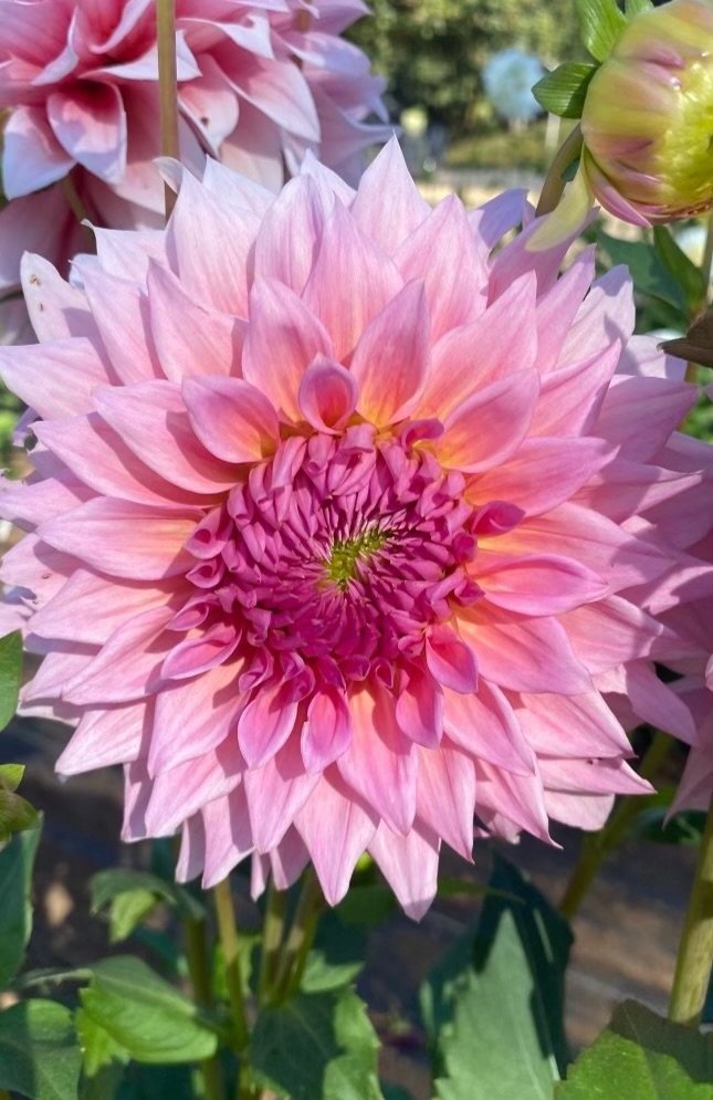 WYNS PINK PEARL