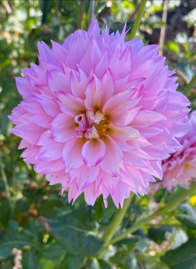 HOLLYHILL PINKIE