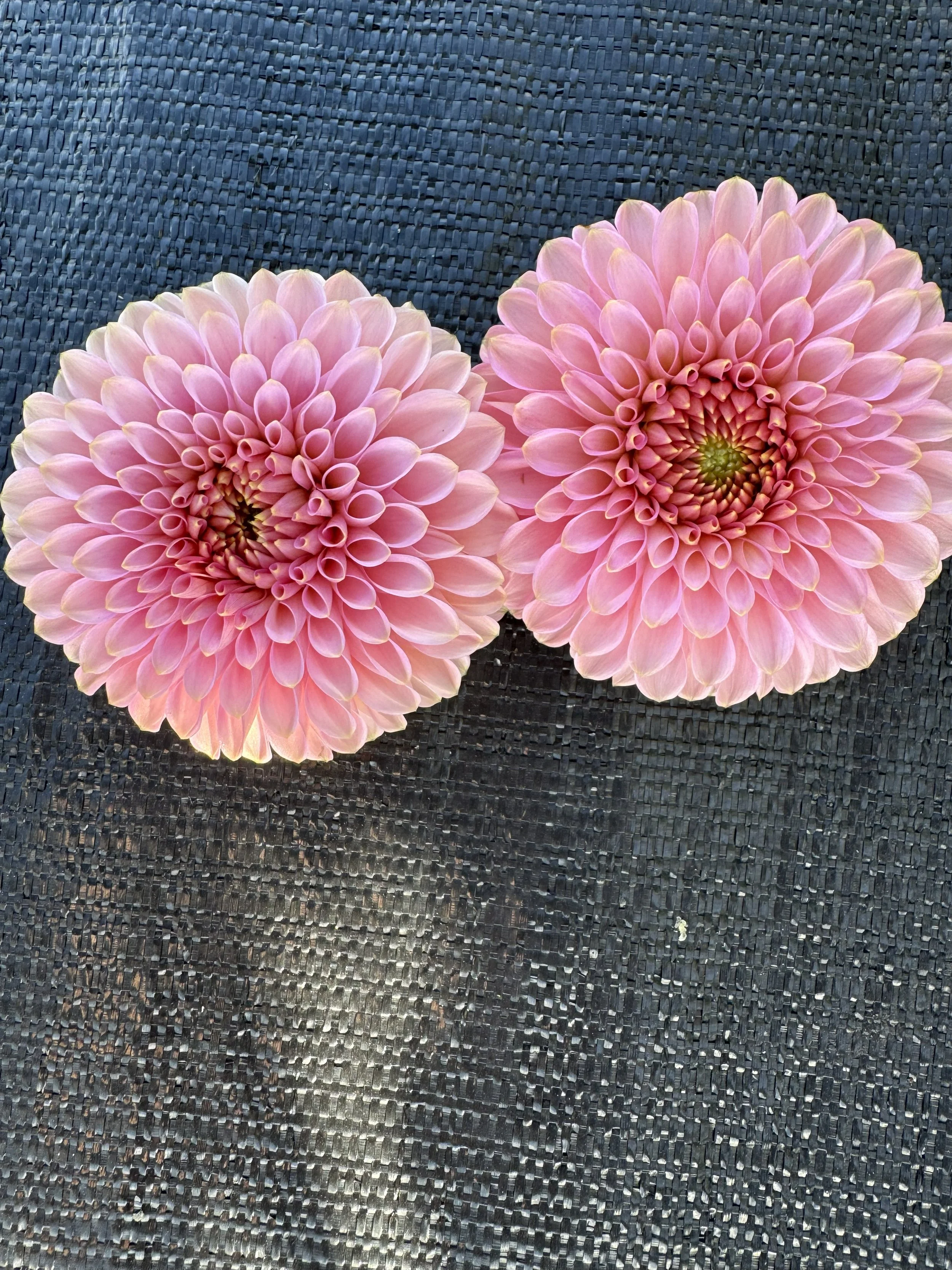 bloomquist pink parfait.jpg