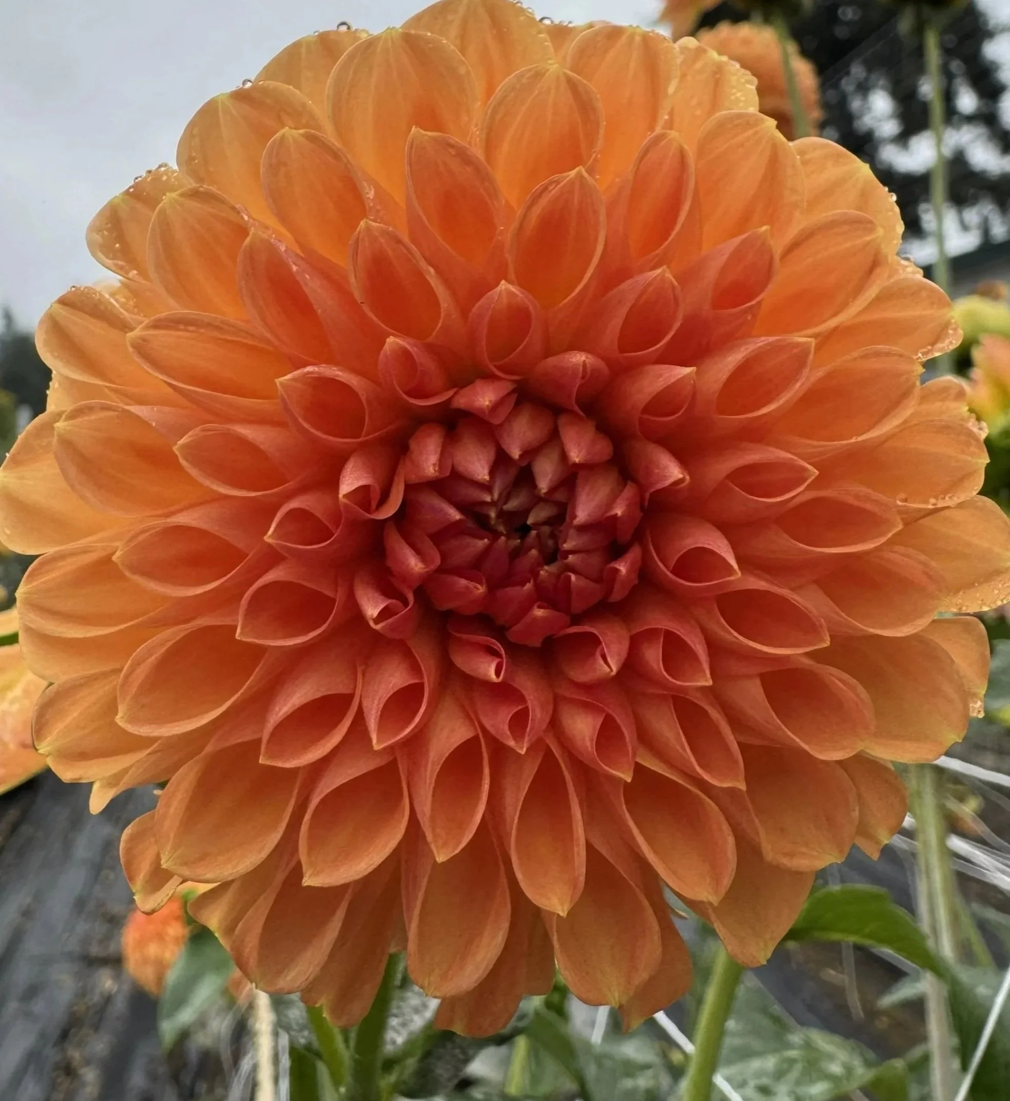 chimacum%2Bsam%2B3.jpg