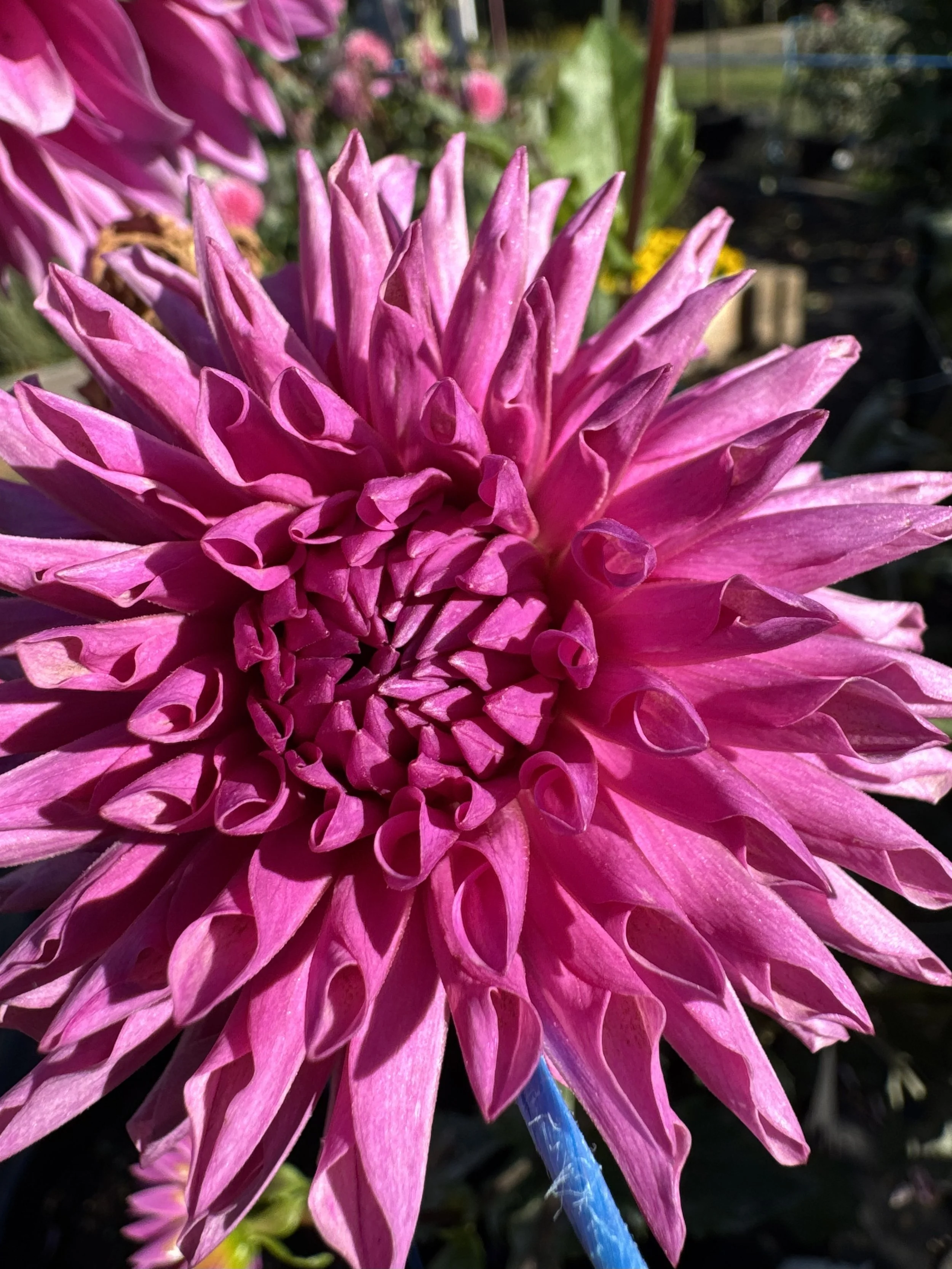 lees flute loop lilac.jpg