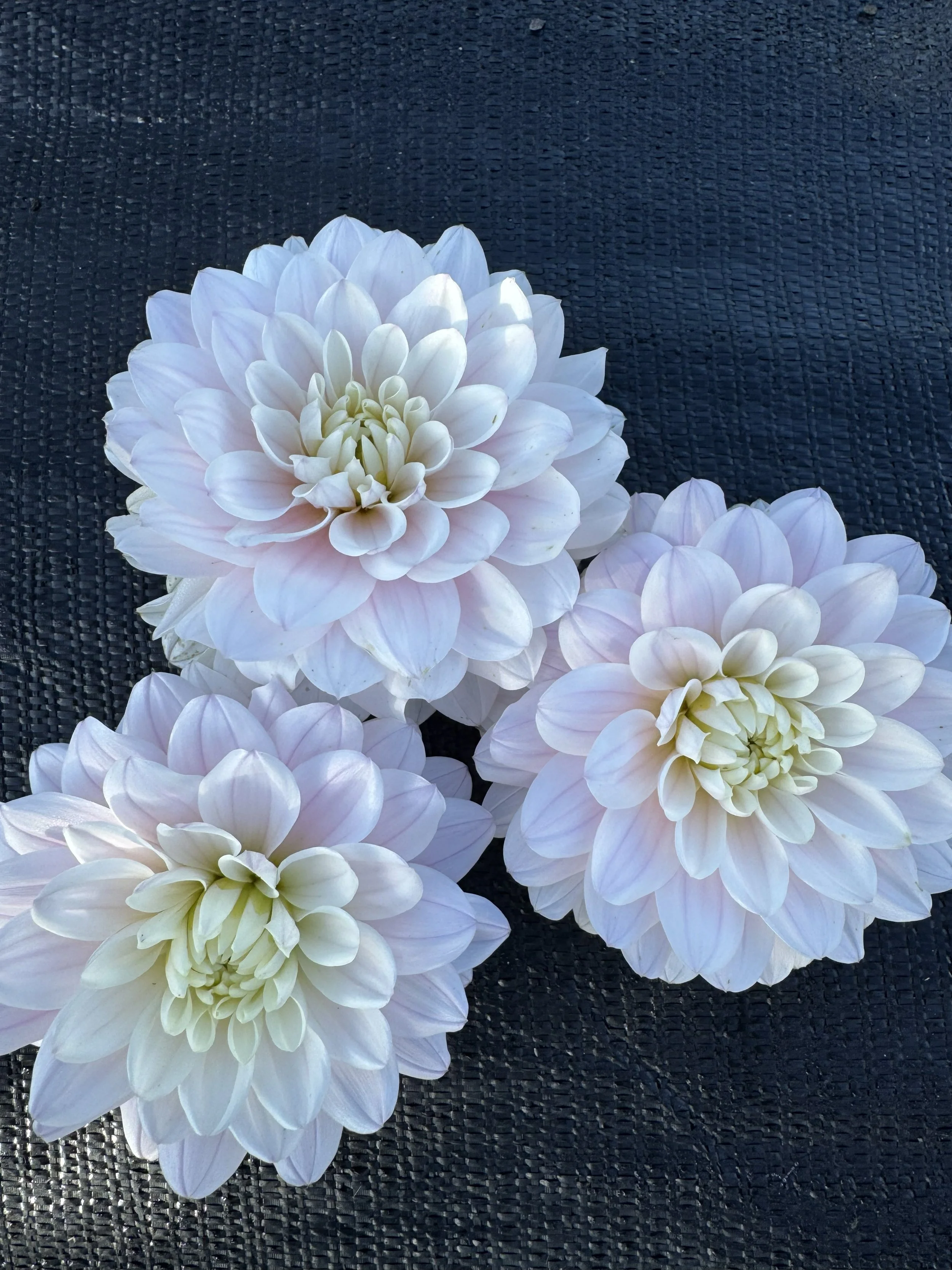 pink silk.jpg