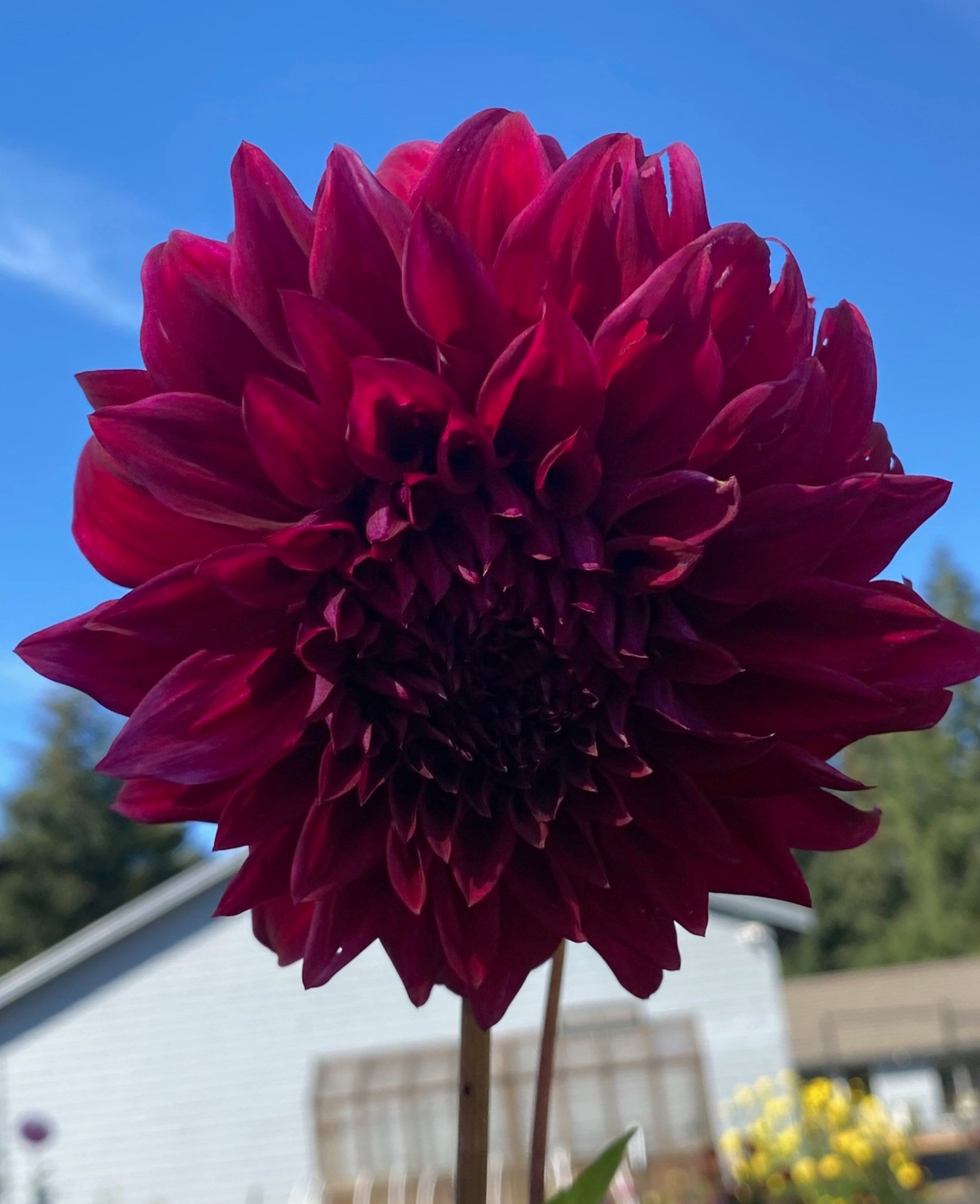 BABYLON RED