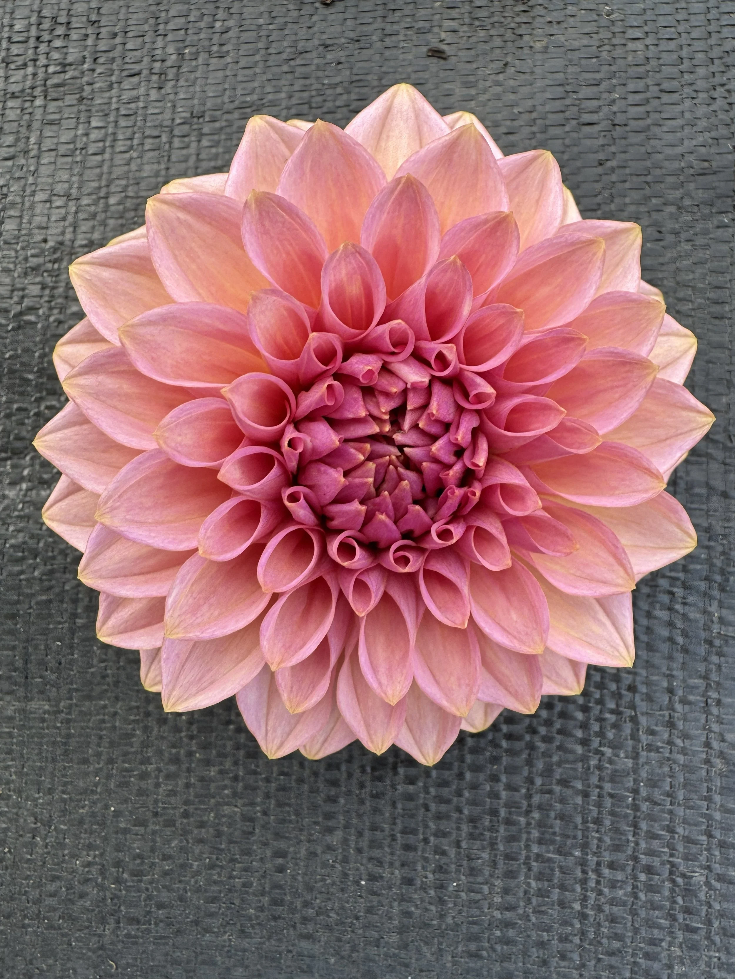 levis bubble gum.jpg