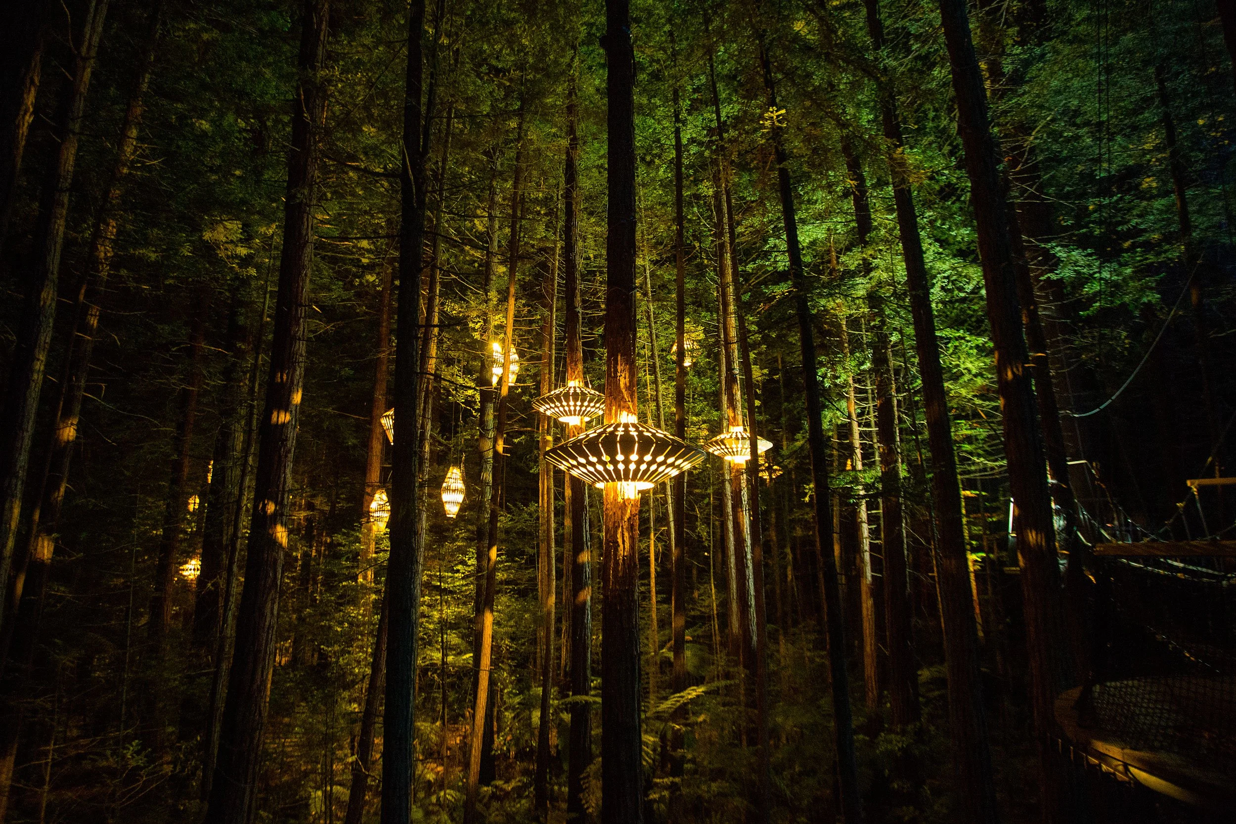 Fotografía bosque iluminado