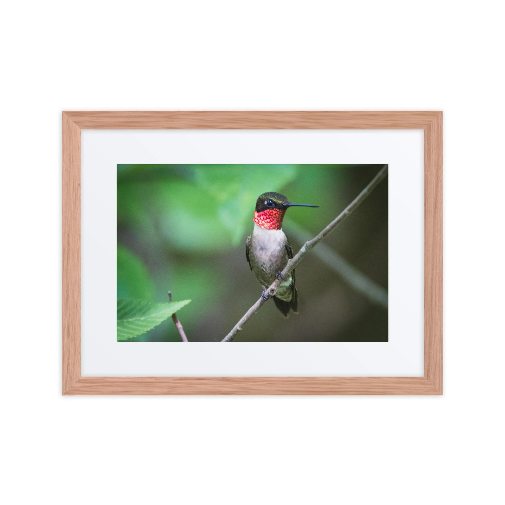 Holiday Hummingbird — Nancy Steenburgen Photography