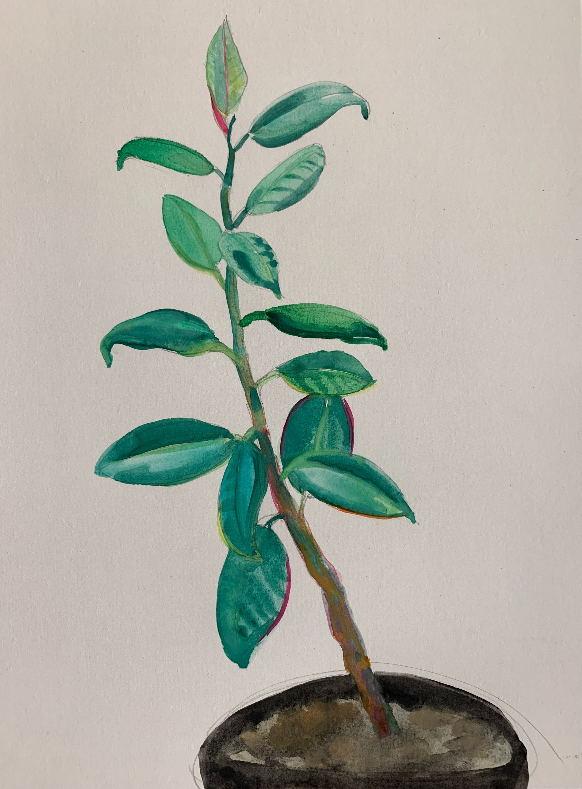 "Rubber Plant" watercolor on paper 15"x 11"