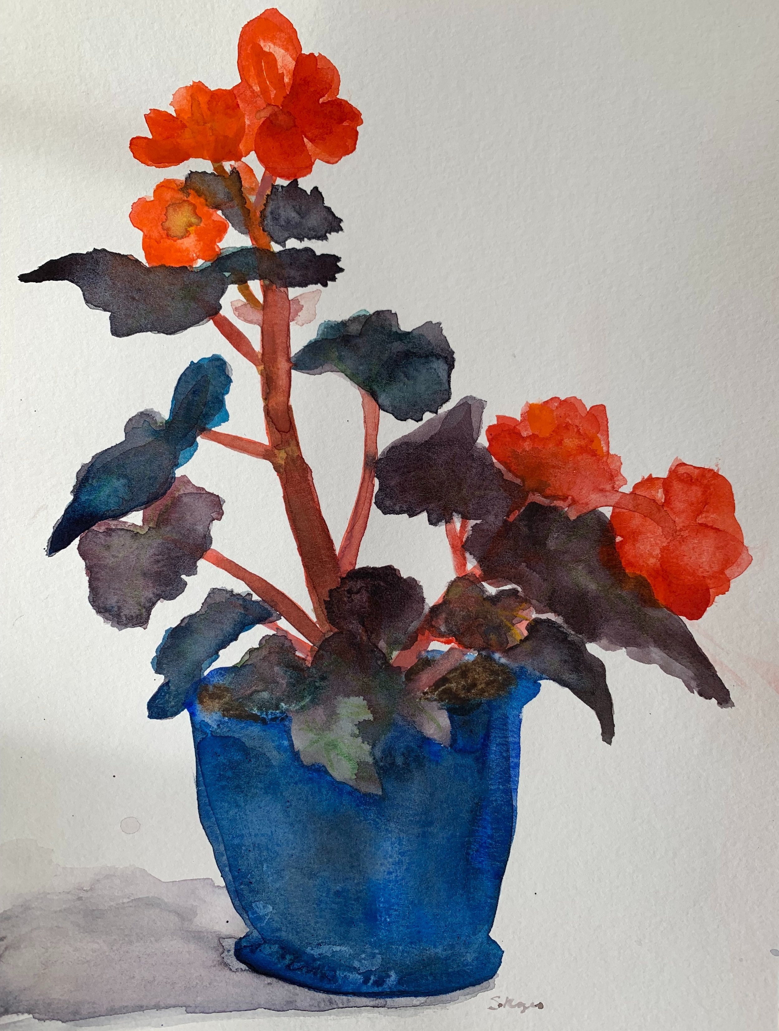 "Begonia" watercolor on paper 12" x 9"