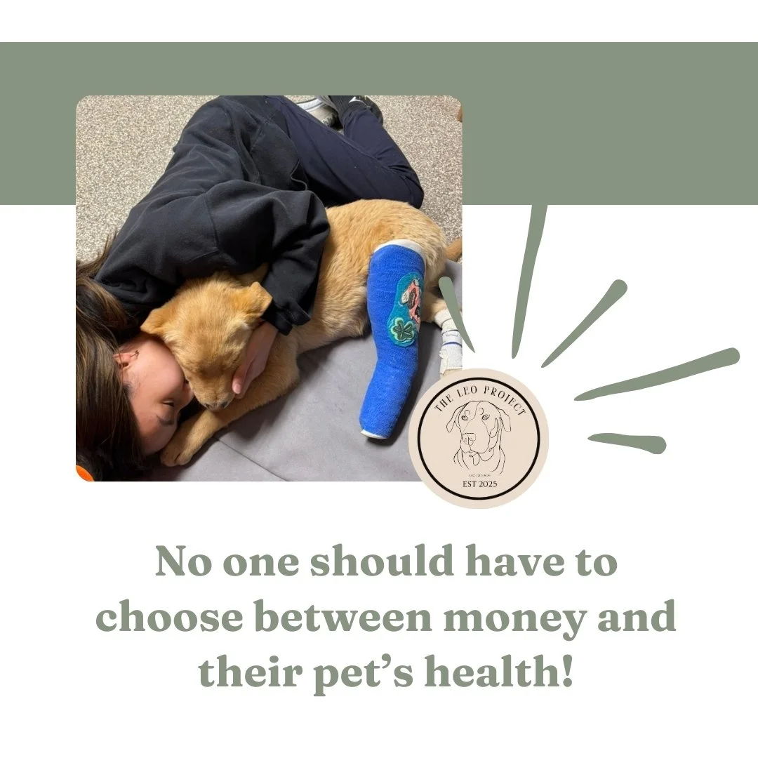 Supporting Impact Makers ✨!

Here is a shout-out to @theleoproject.kenora! The Leo Project is run by former CVO Regional Director, Dr. Celine Ward!!!

We are grateful to community projects and leaders supporting One Health and Access to Care.

Check 