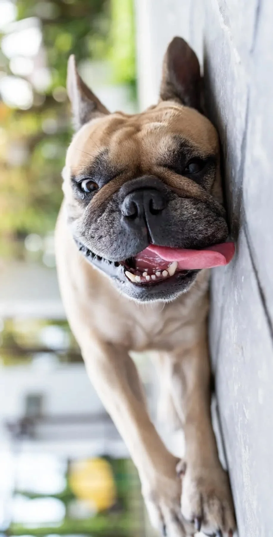 PSA: Wildfire smoke impacts pets AND people!