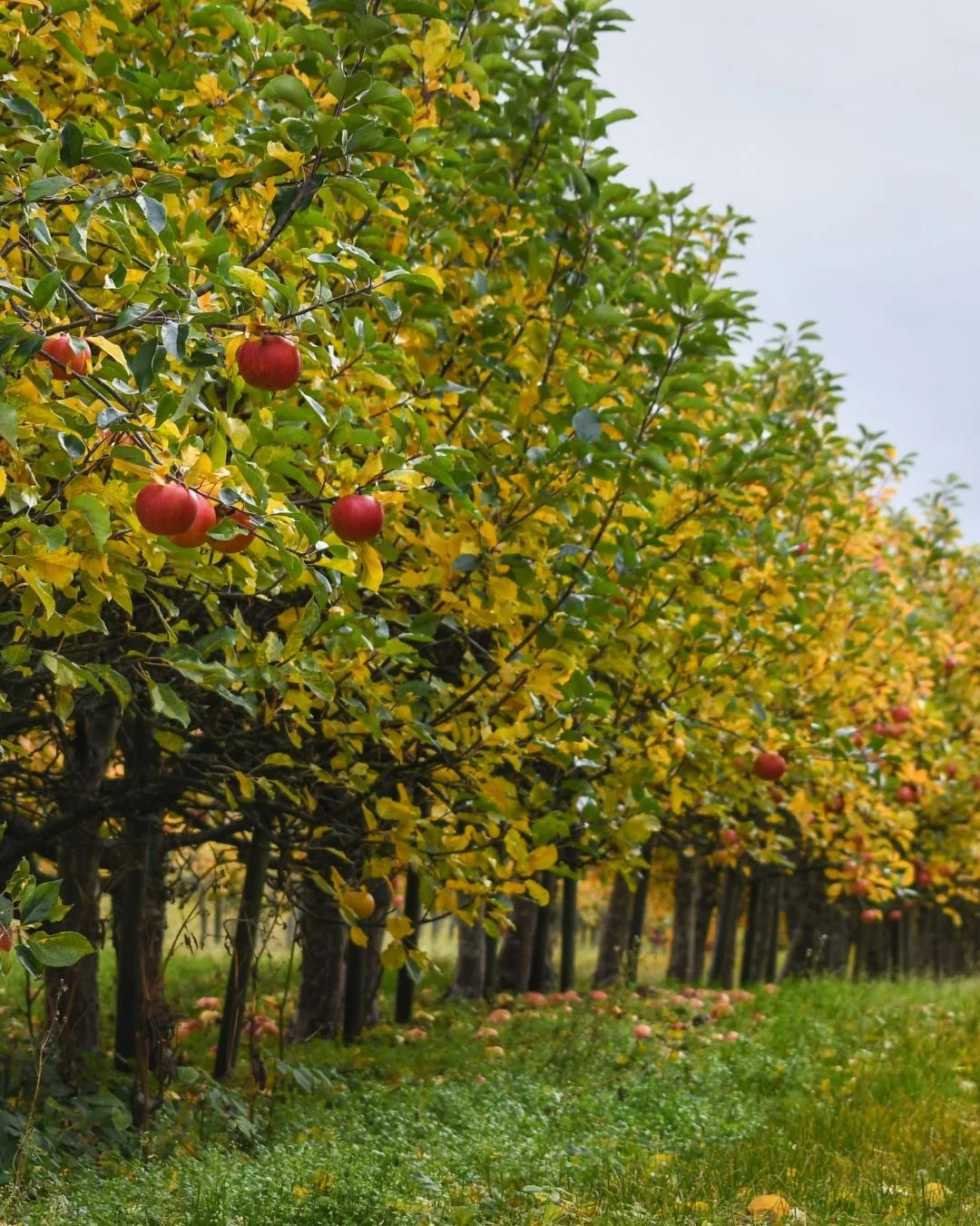 Apple orchard in Placerville CA during fall with ripe red apples, golden leaves, and scenic farm rows.
