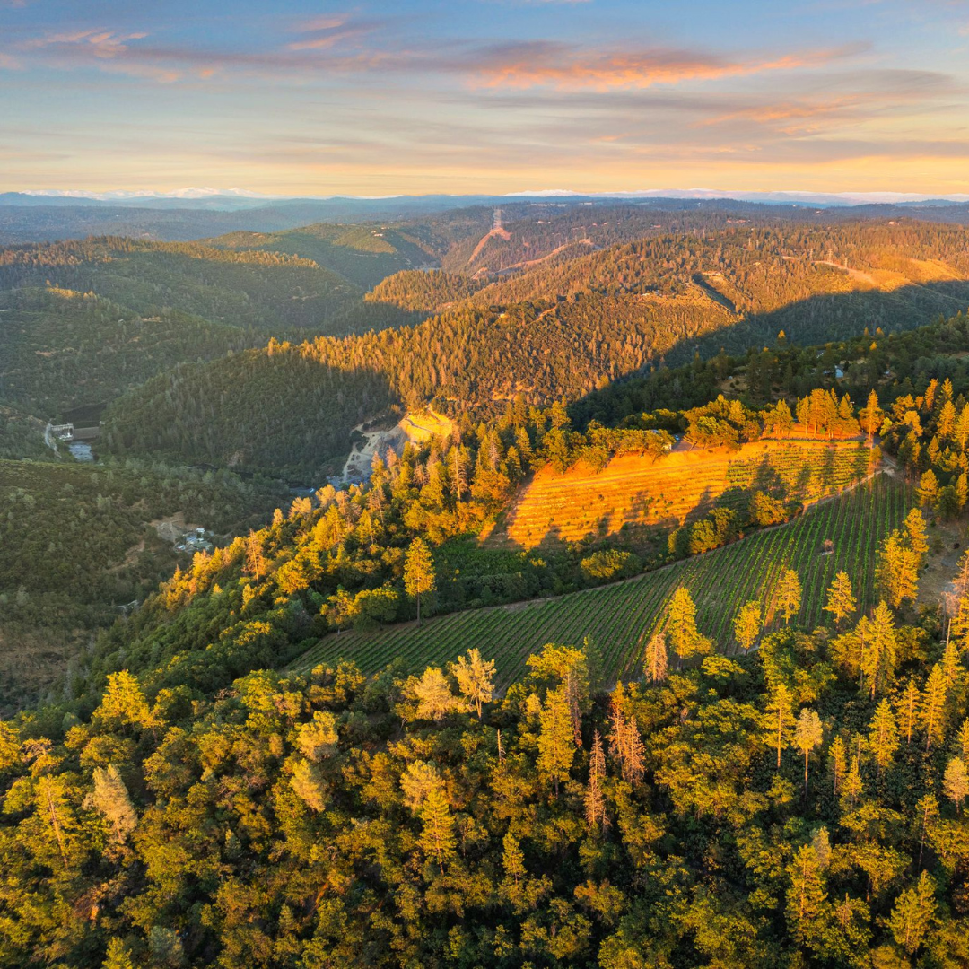 Aerial view of Placerville California with vineyards, pine forests, and Sierra Nevada foothills at sunset.