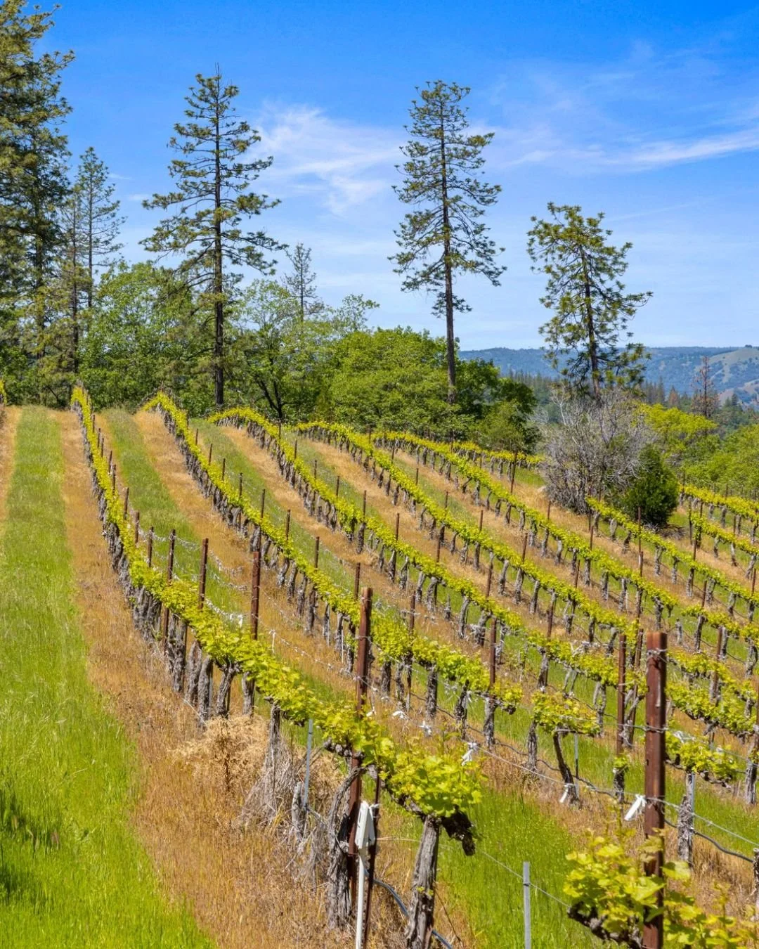 Scenic vineyard in Placerville CA with rolling grapevines, pine trees, and Sierra Nevada foothill views under a clear blue sky.