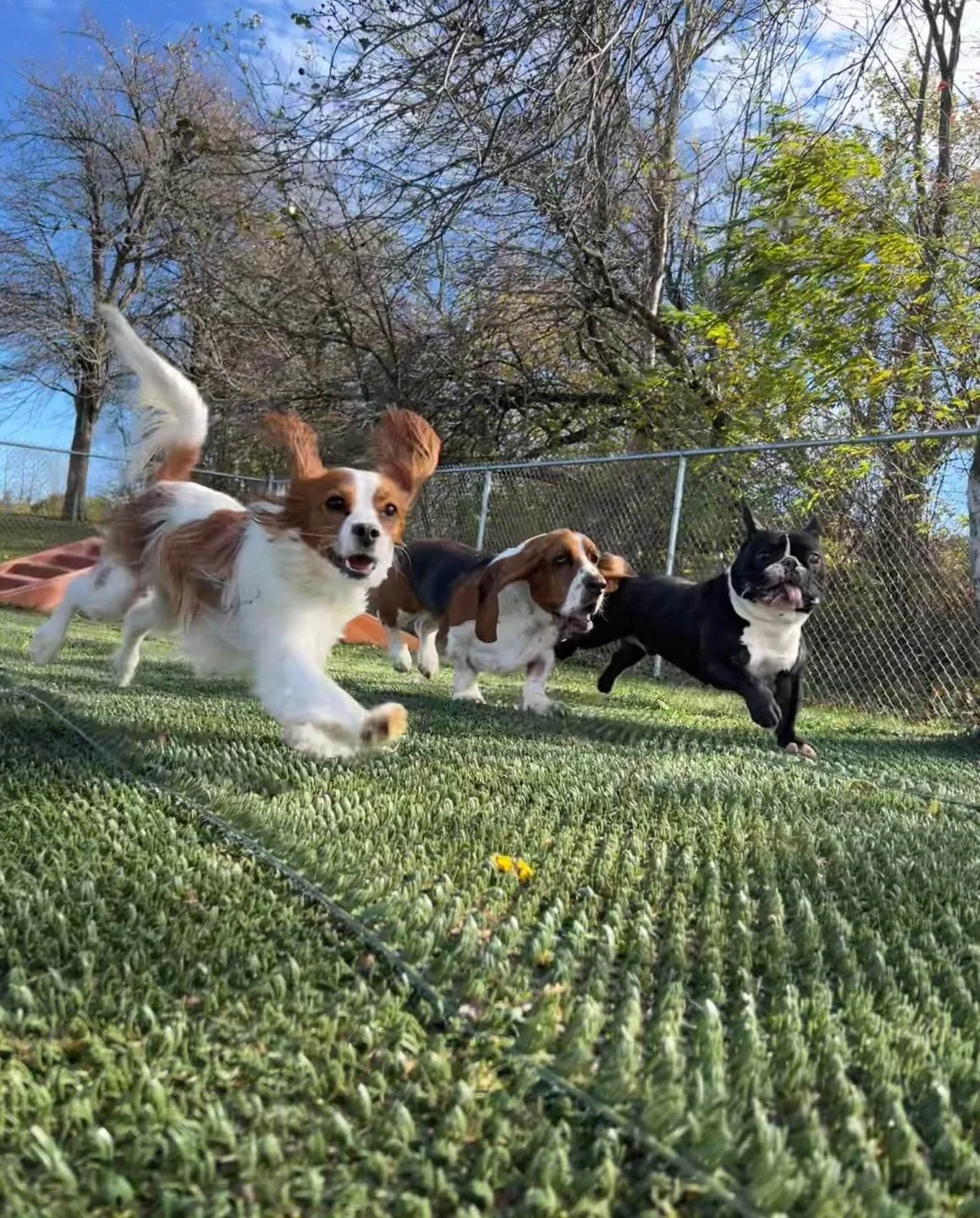 Thankful for Our Pets: 10 Reasons They Make Life Better