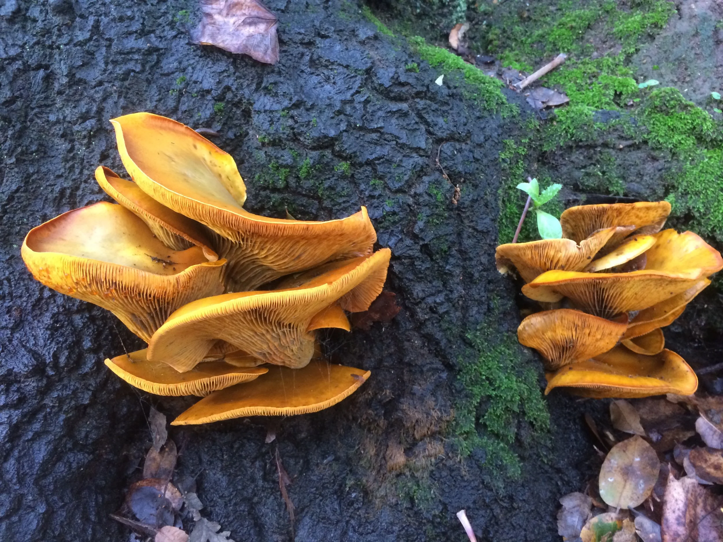 Bioluminescent Mushrooms in the Sierra Nevada Foothills that may harm your tree