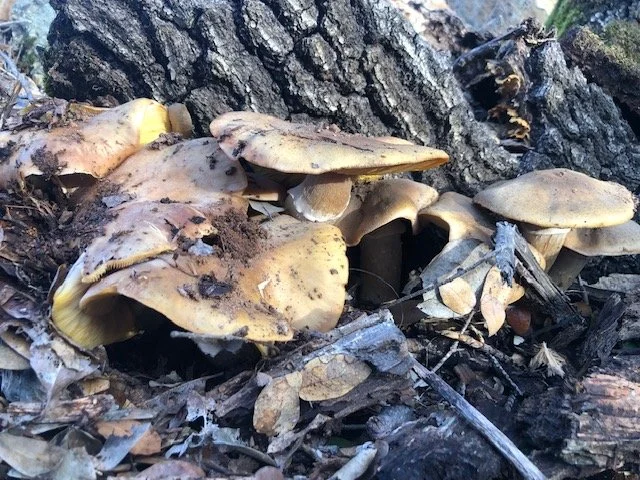 Top 3 Mushroom Species on Oak trees in Eldorado County 