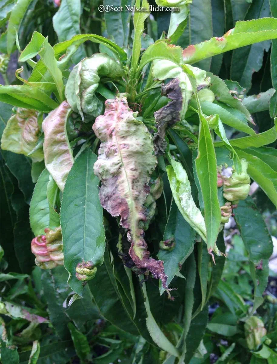 Late Fall Early Winter El Dorado County Peach Leaf Curl Treatment