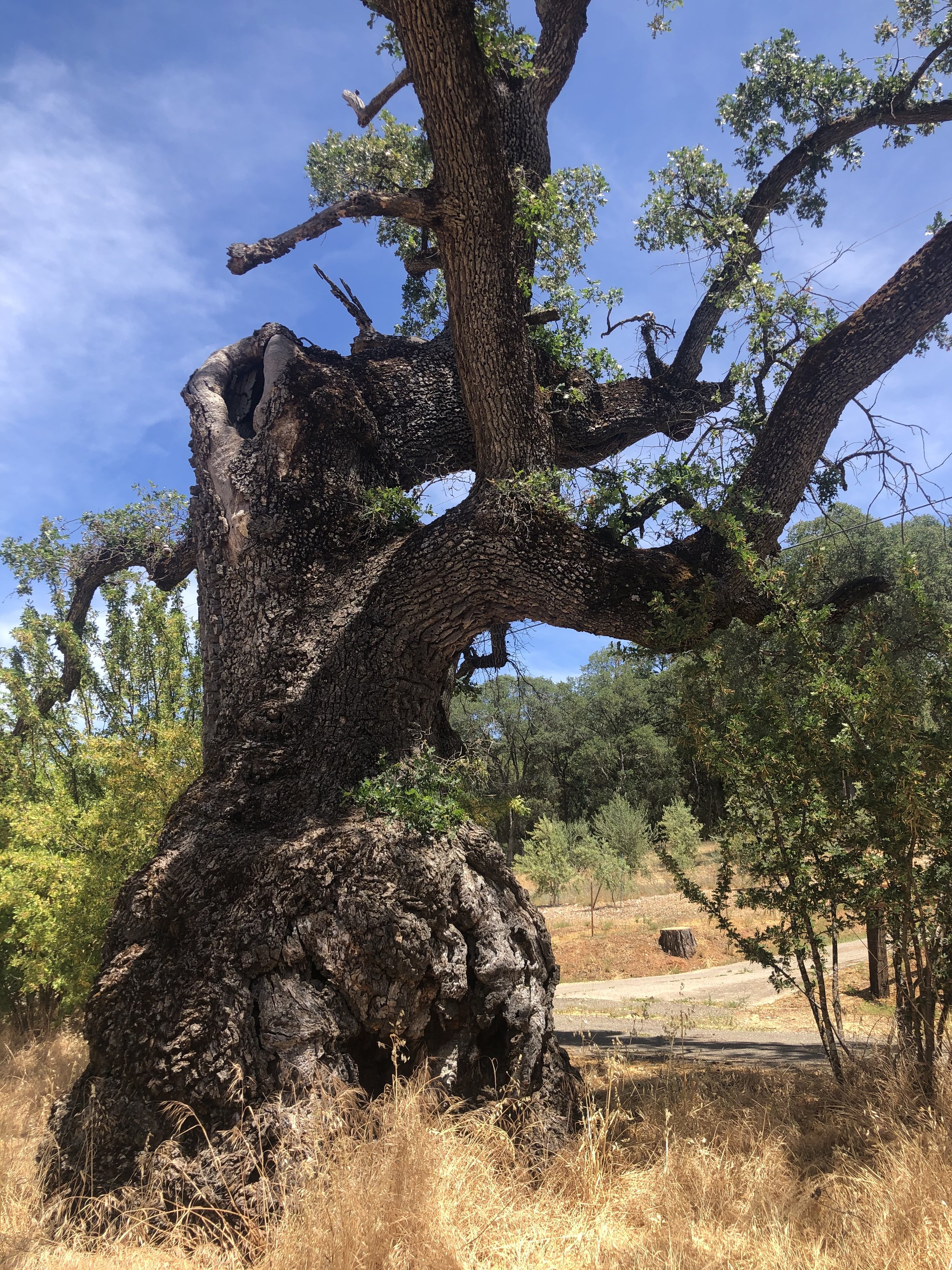 El Dorado County Oak Resources Management Plan