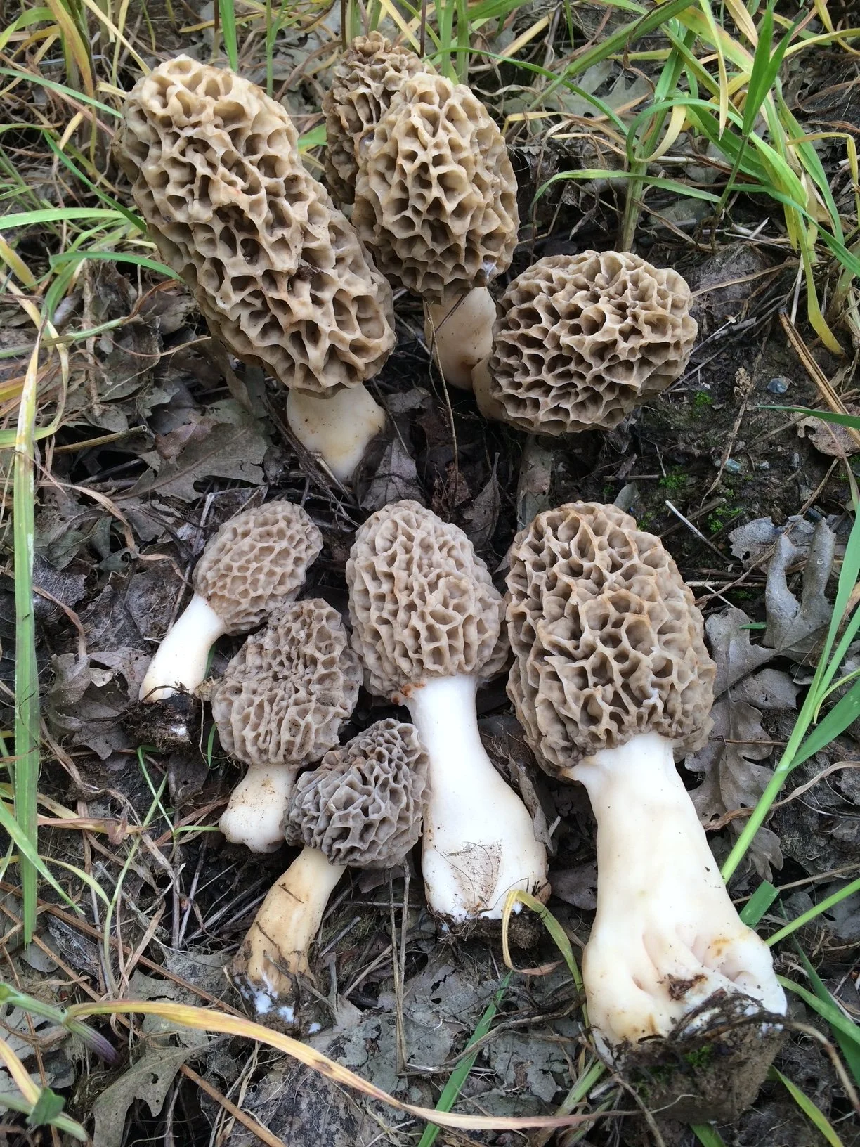 Morels: The Sierra Nevada's Most Elusive Mushroom and Why Forest Management Matters More Than Fire