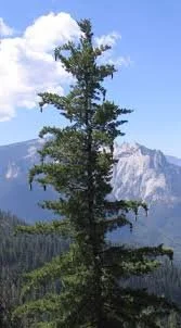 A tall pine tree with a mountain range and blue sky in the background