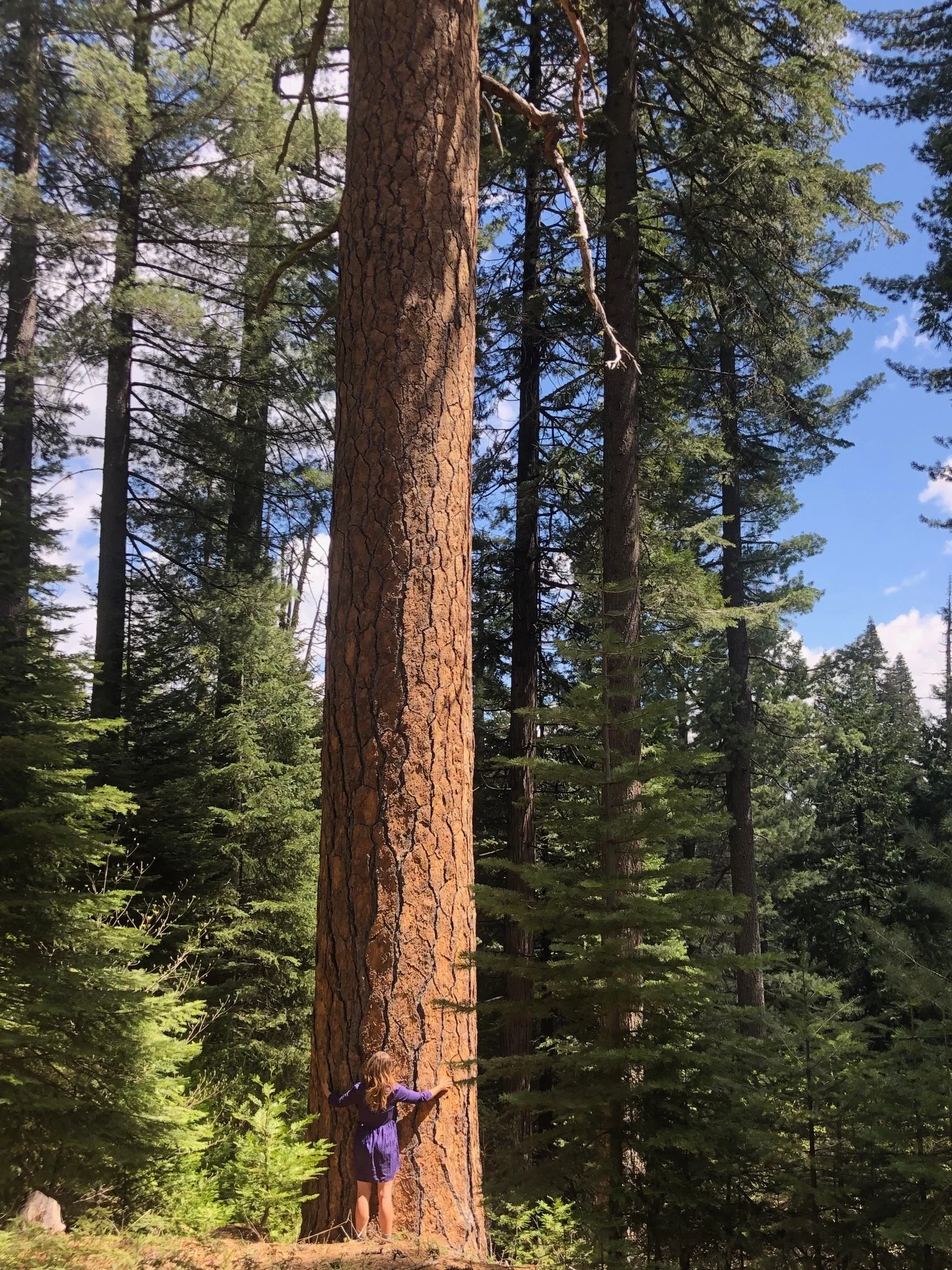 A young girl in a purple dress standing at the base of a large pine tree in a forest, touching the tree with both hands, surrounded by many other tall trees and greenery, with a blue sky and some white clouds overhead.