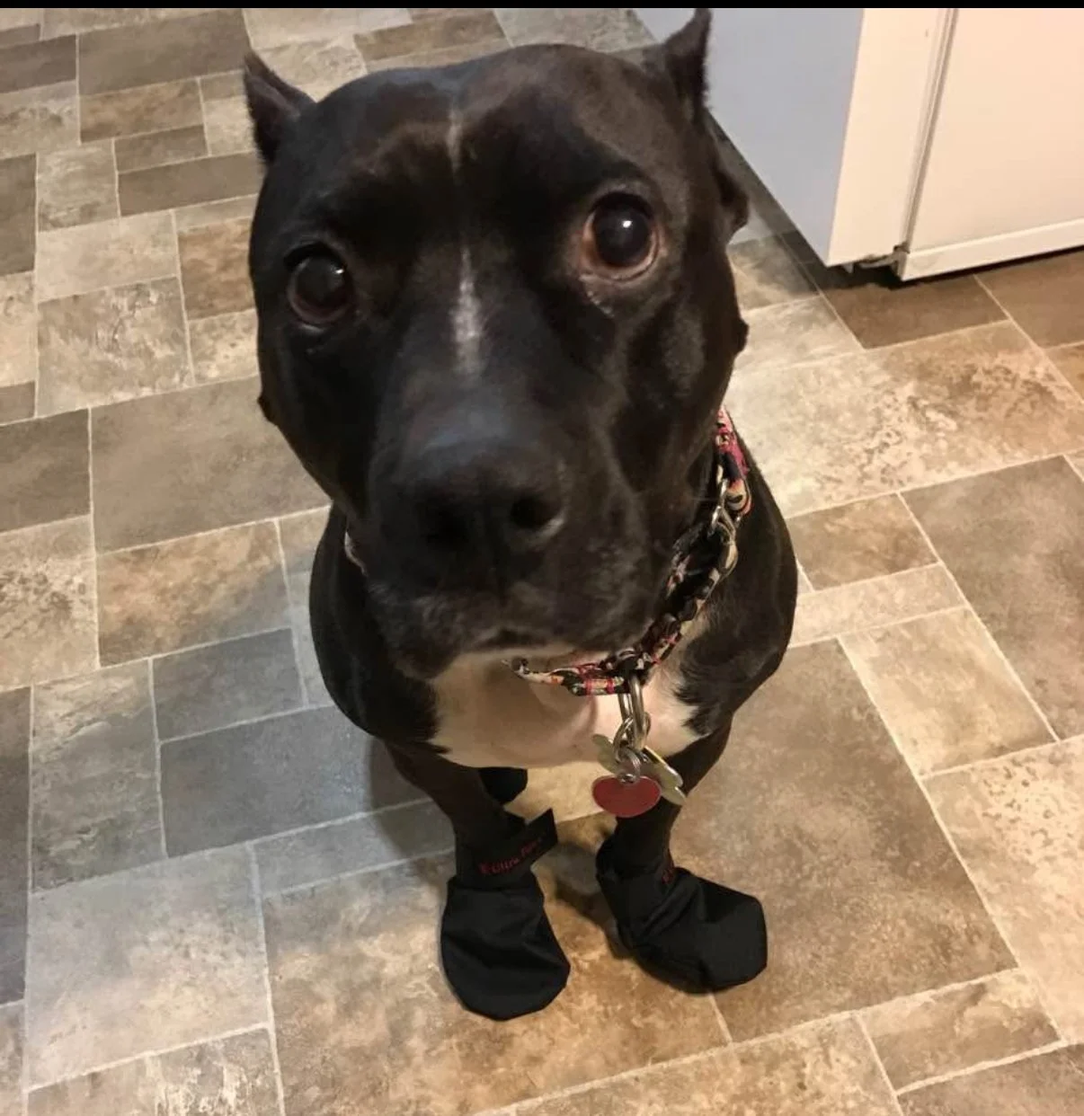 Happy 9th Gotcha Day to my girl, India