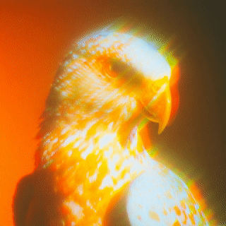 dash2002_a_cinematic_film_portrait_of_a_beautiful_bird_facing_250100c0-fb84-4375-b3f6-53c2ad58c770_3.gif