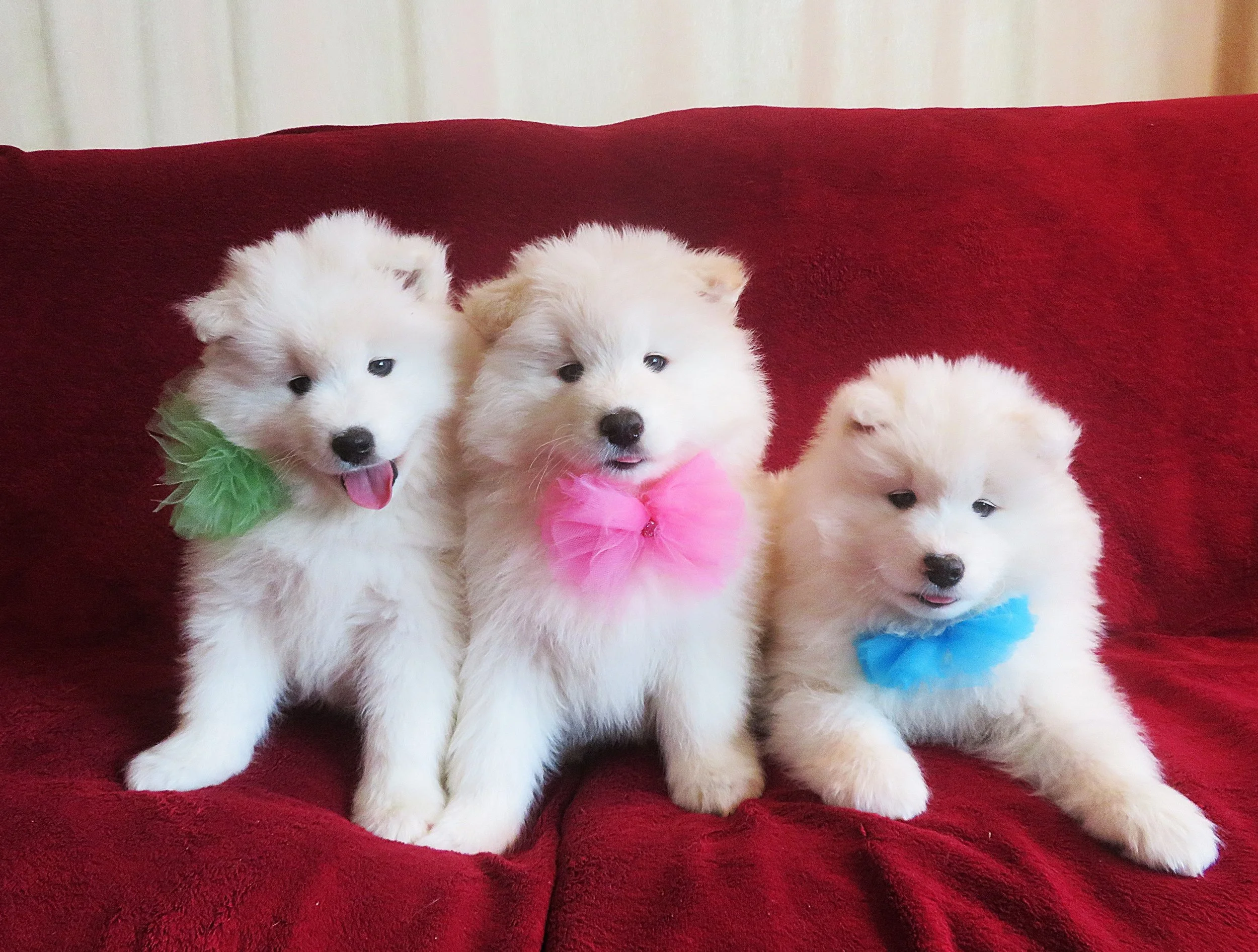 Chiots samoyèdes de qualité.