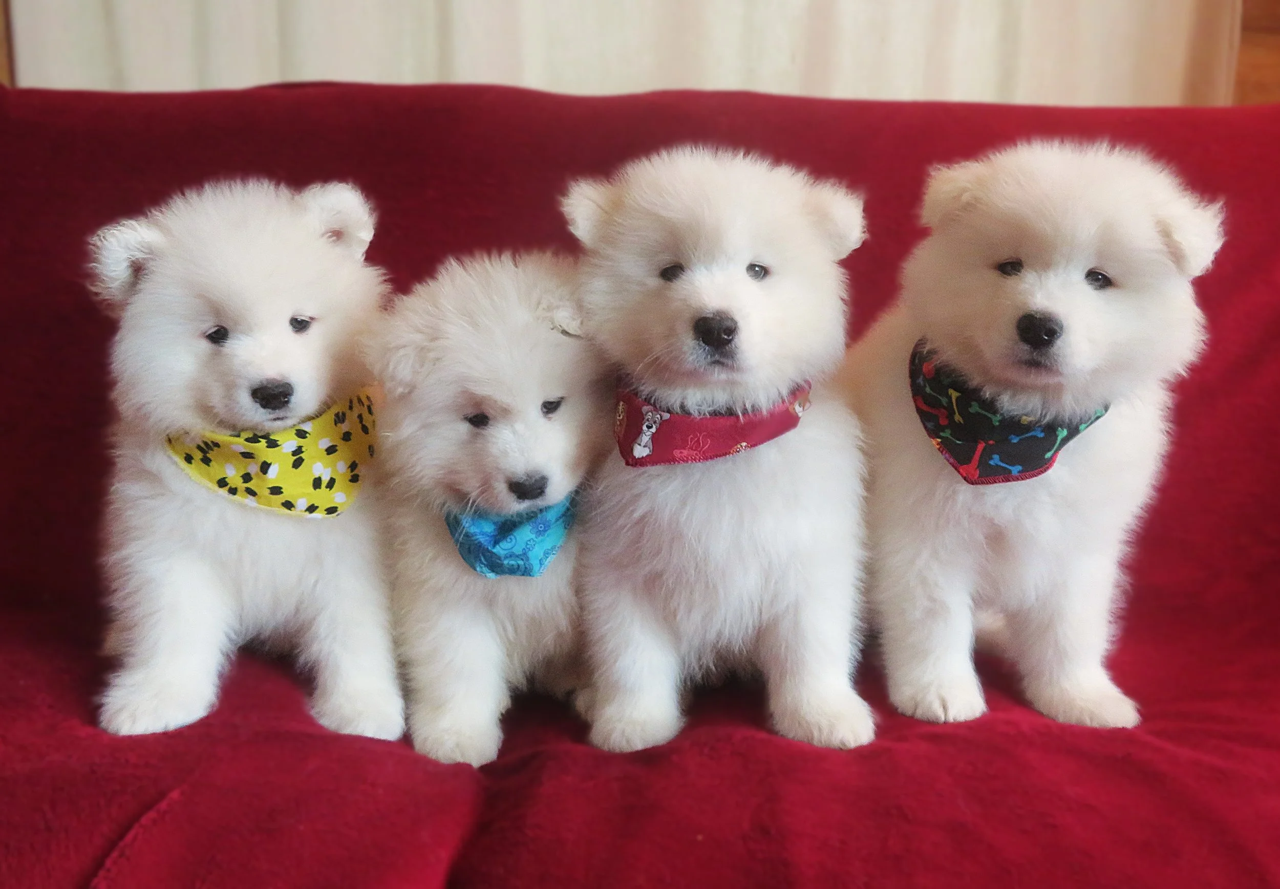 Le samoyède est une race hypoallergénique au pelage blanc fourni et soyeux.