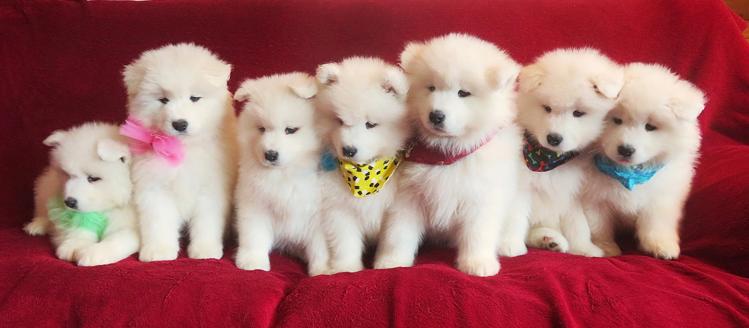 Magnifiques chiots samoyèdes!Prêts à partir!