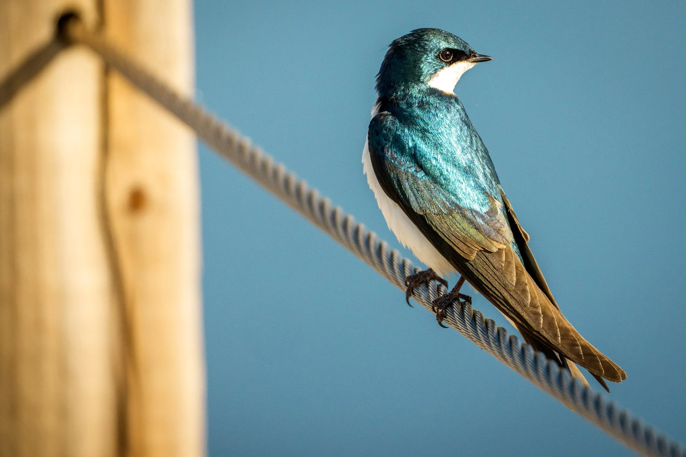 wildlife - birds